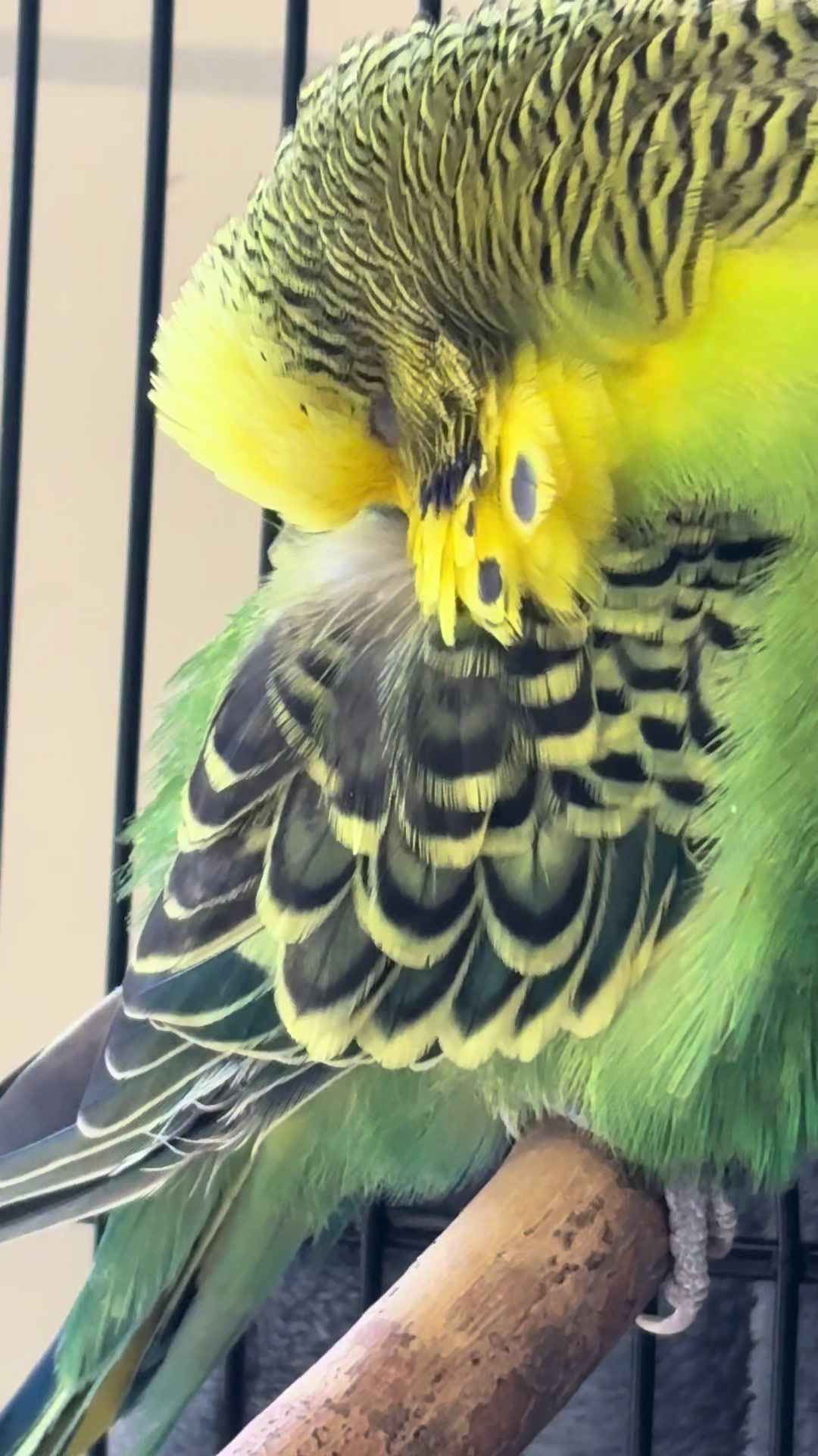 @𝓢𝓐𝓜