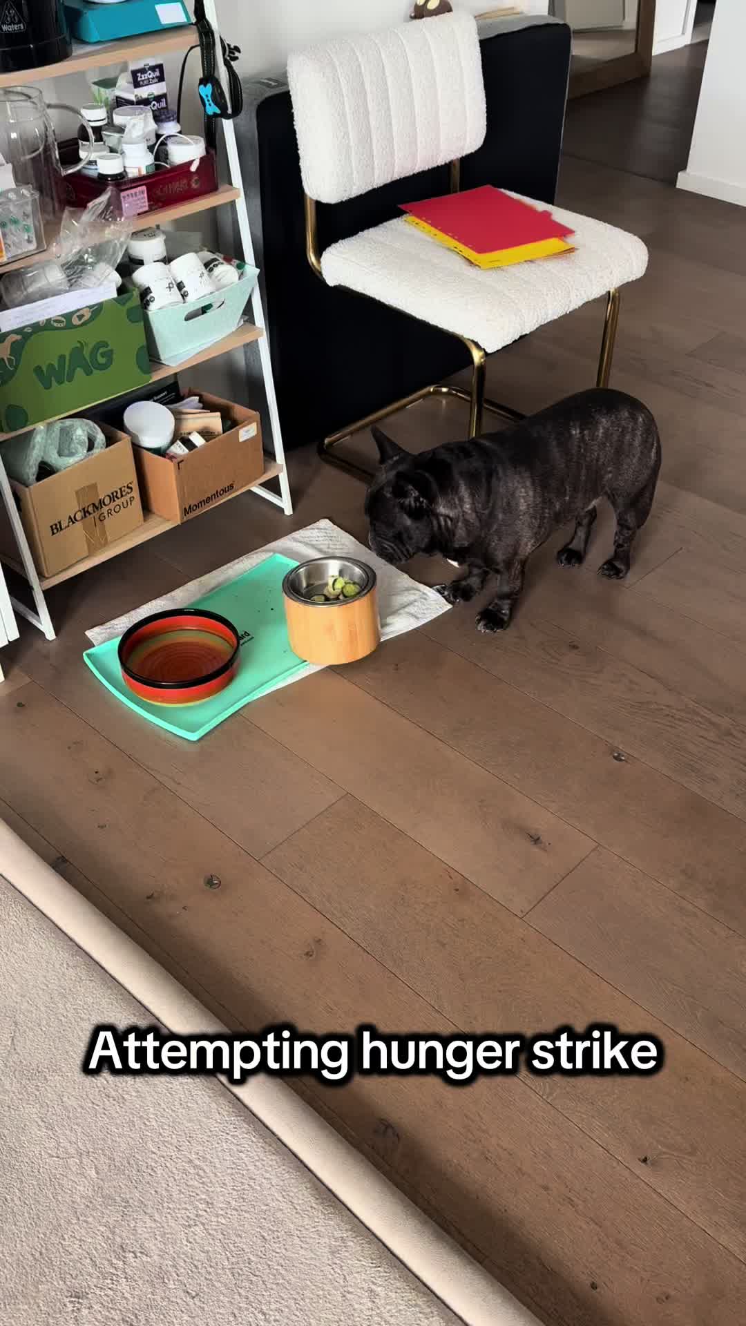 @Levi Needypants Frenchie