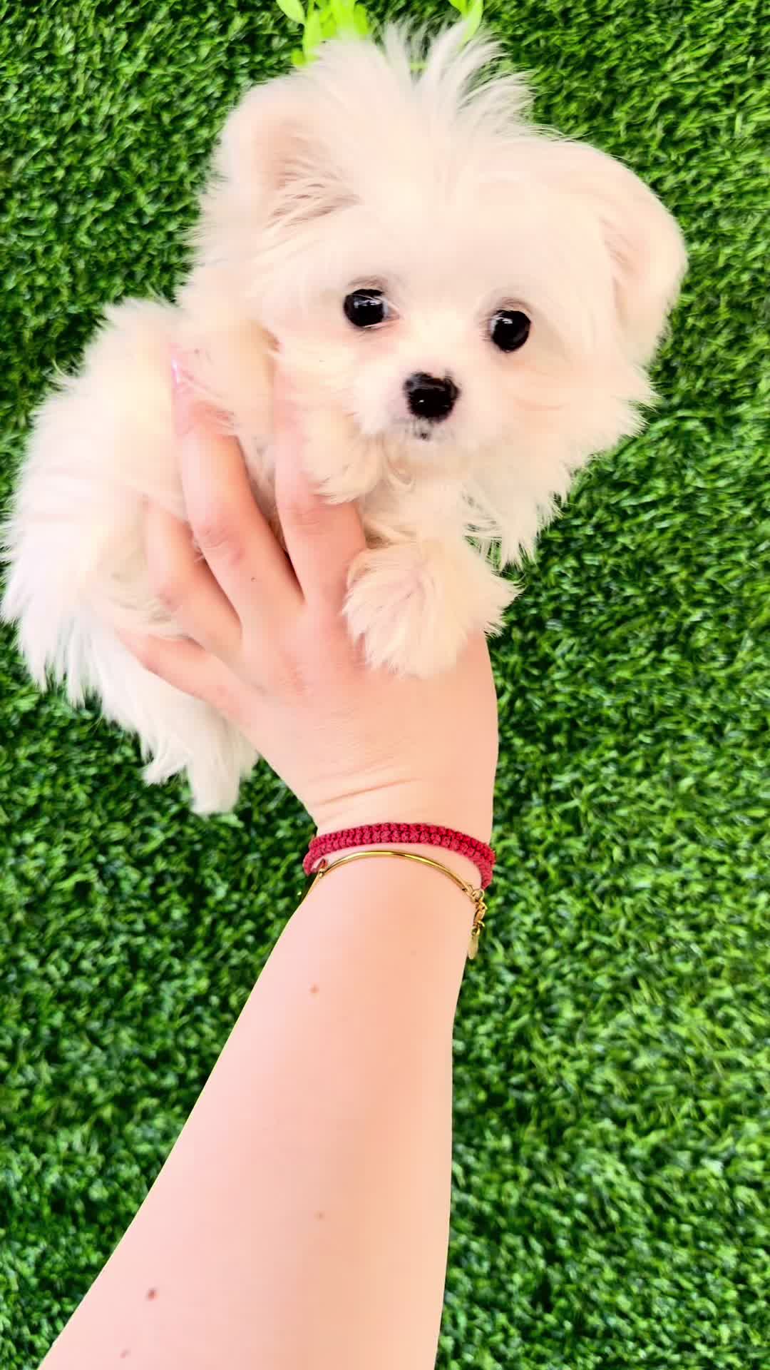@RED_POODLE_KING