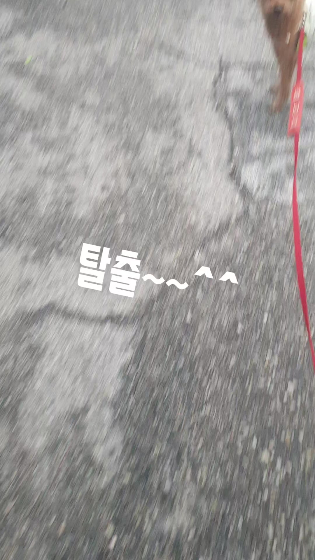 @고디 에미 요요♡