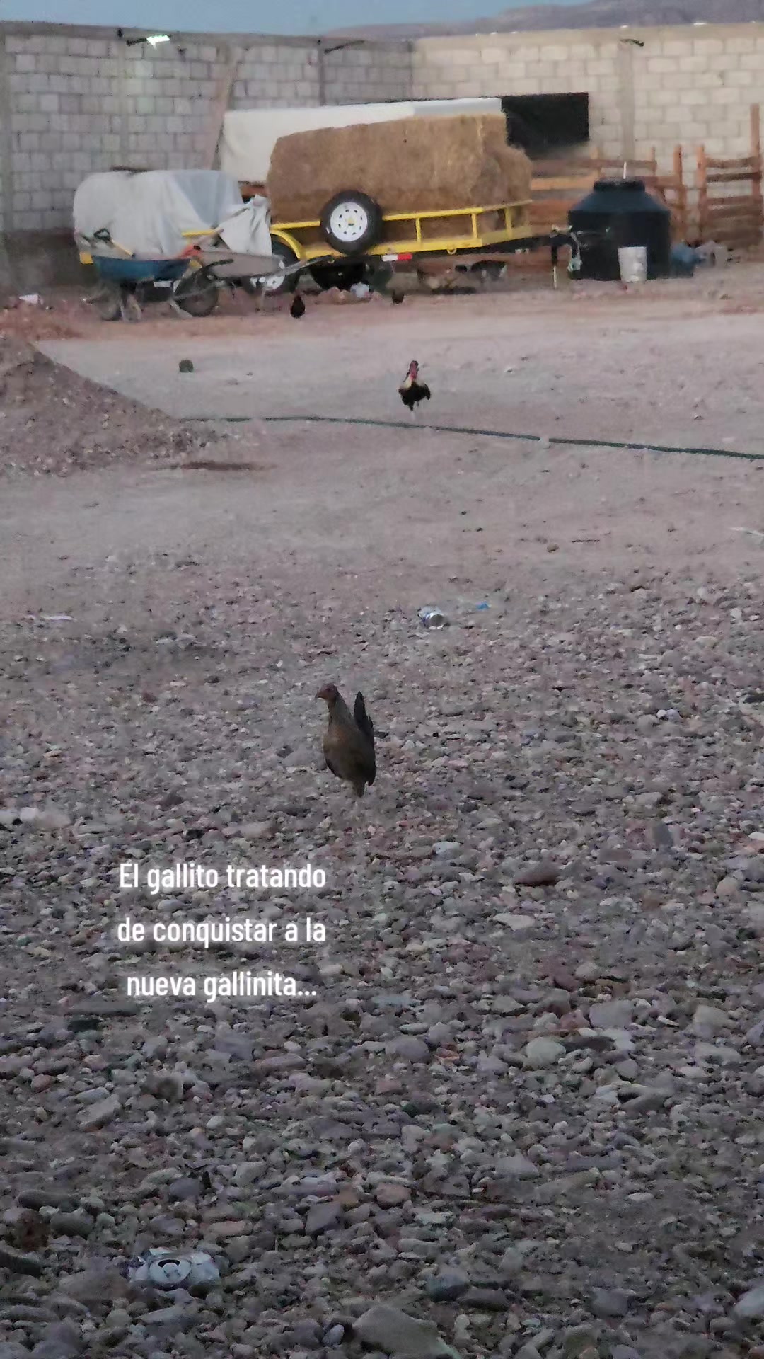@El De La 450 Negra