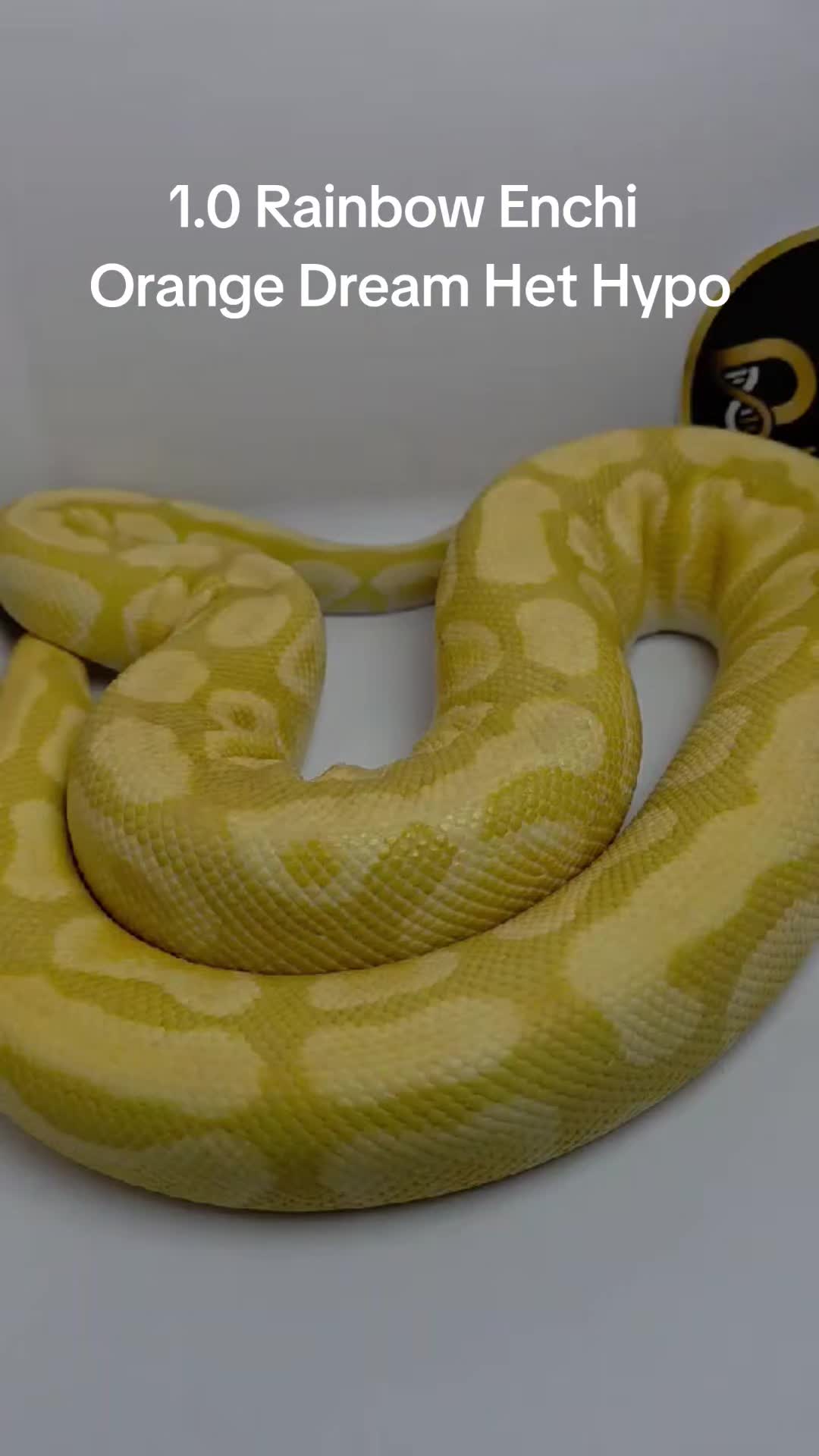 @Proxima Reptilis