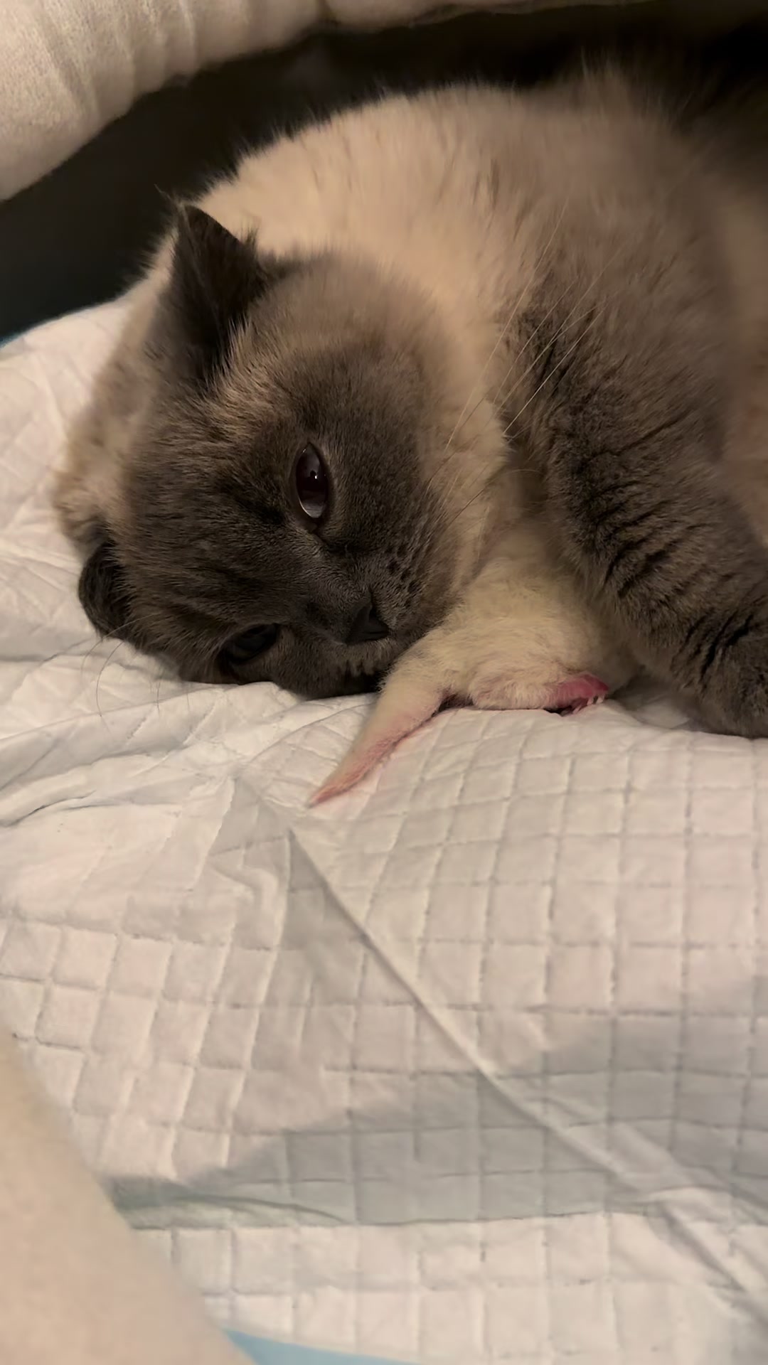 @Трускавецька киця 😻