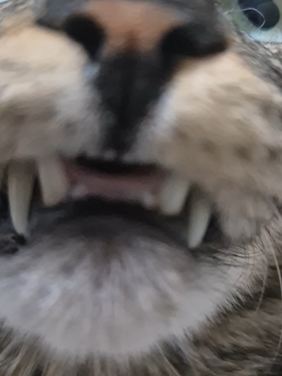 @Mushu