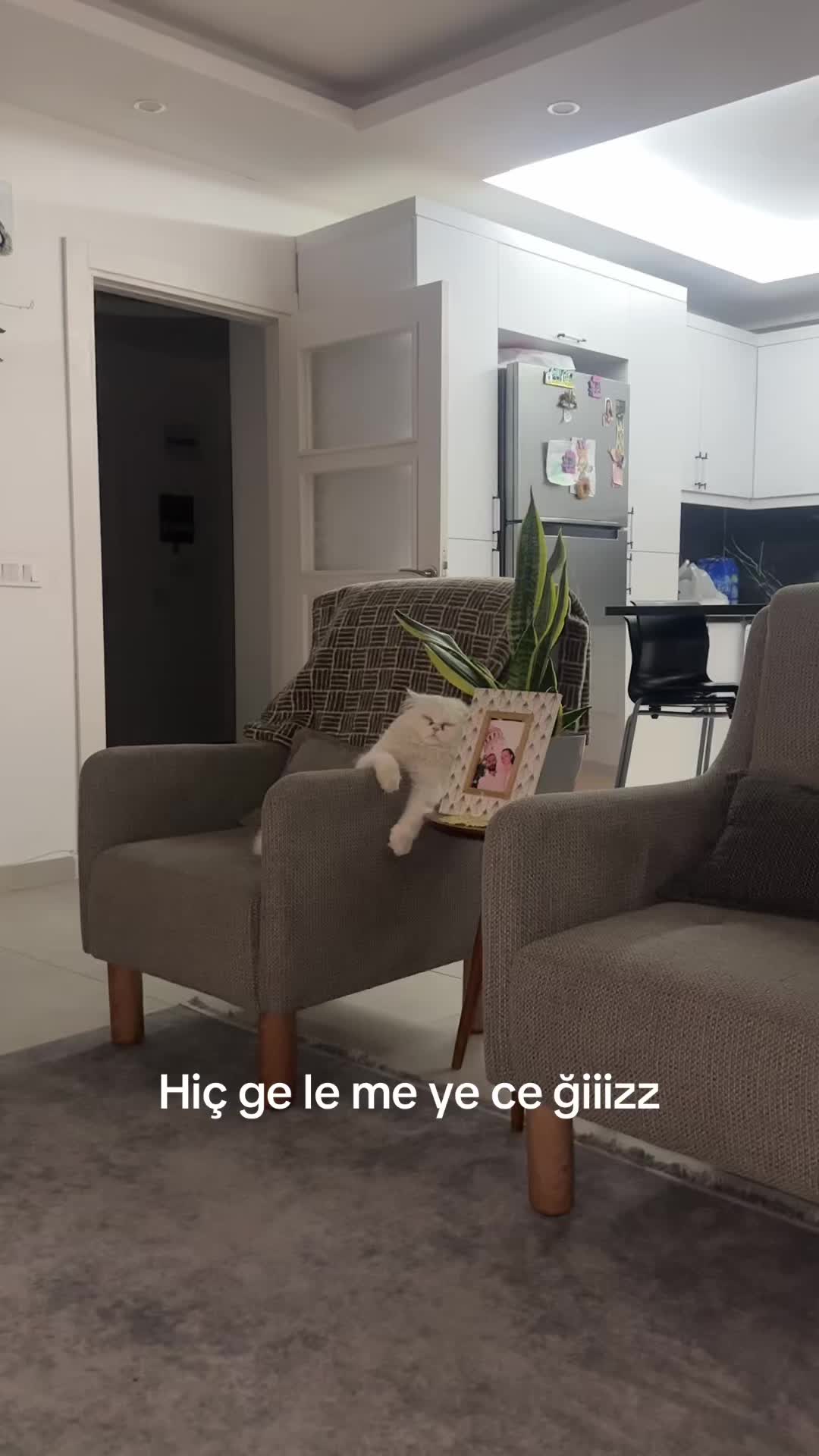 @zeynasl