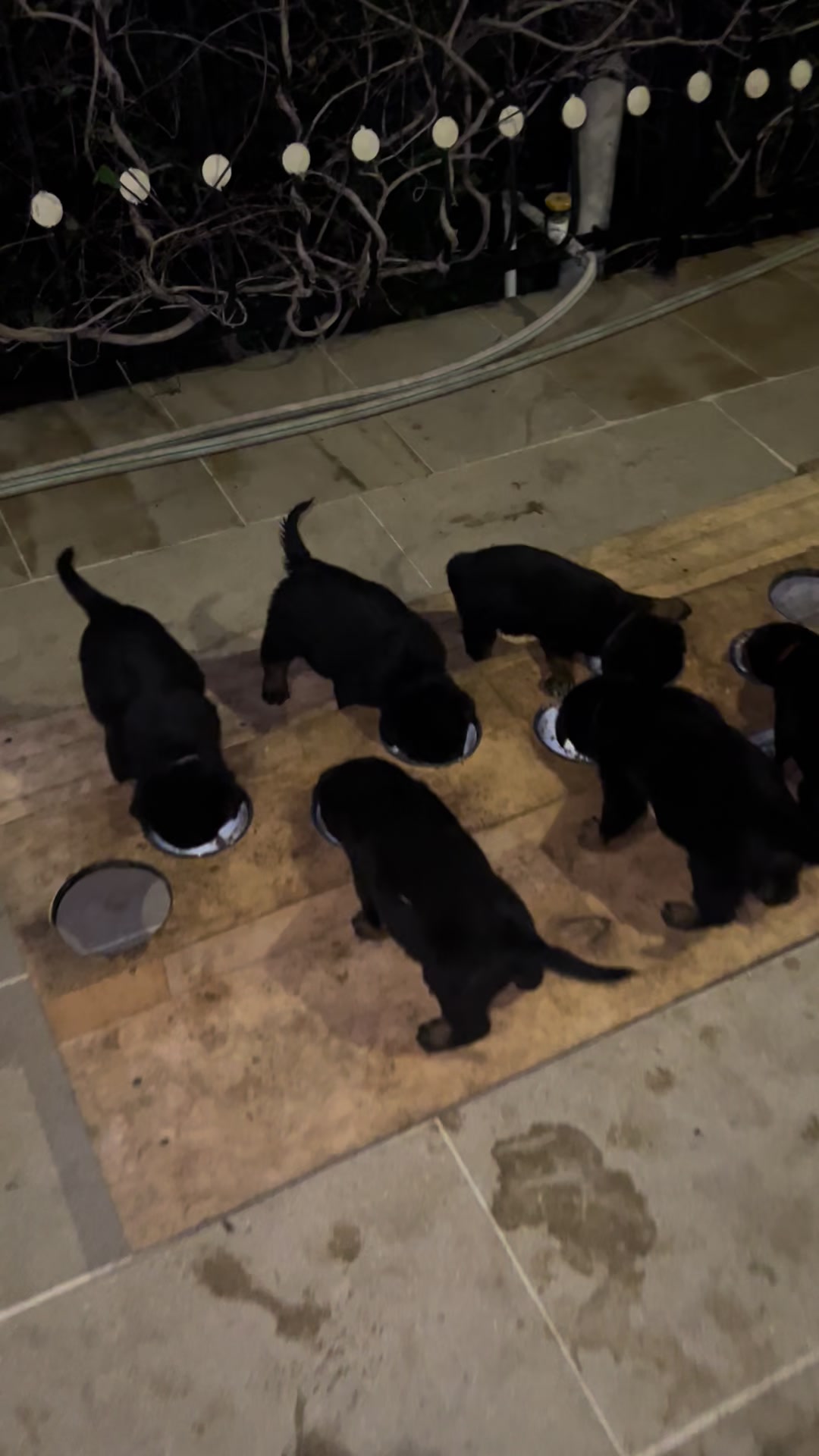 @RottweilerBaku