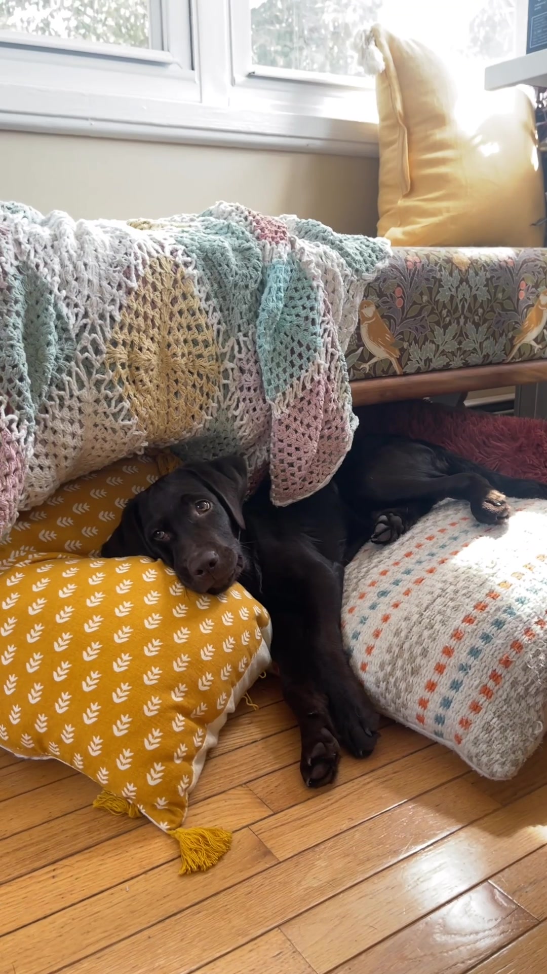 @guinness_beau