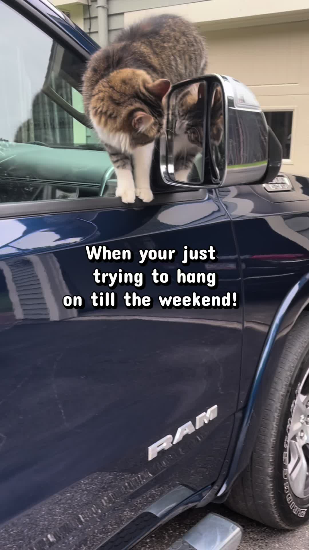 @camperandleo
