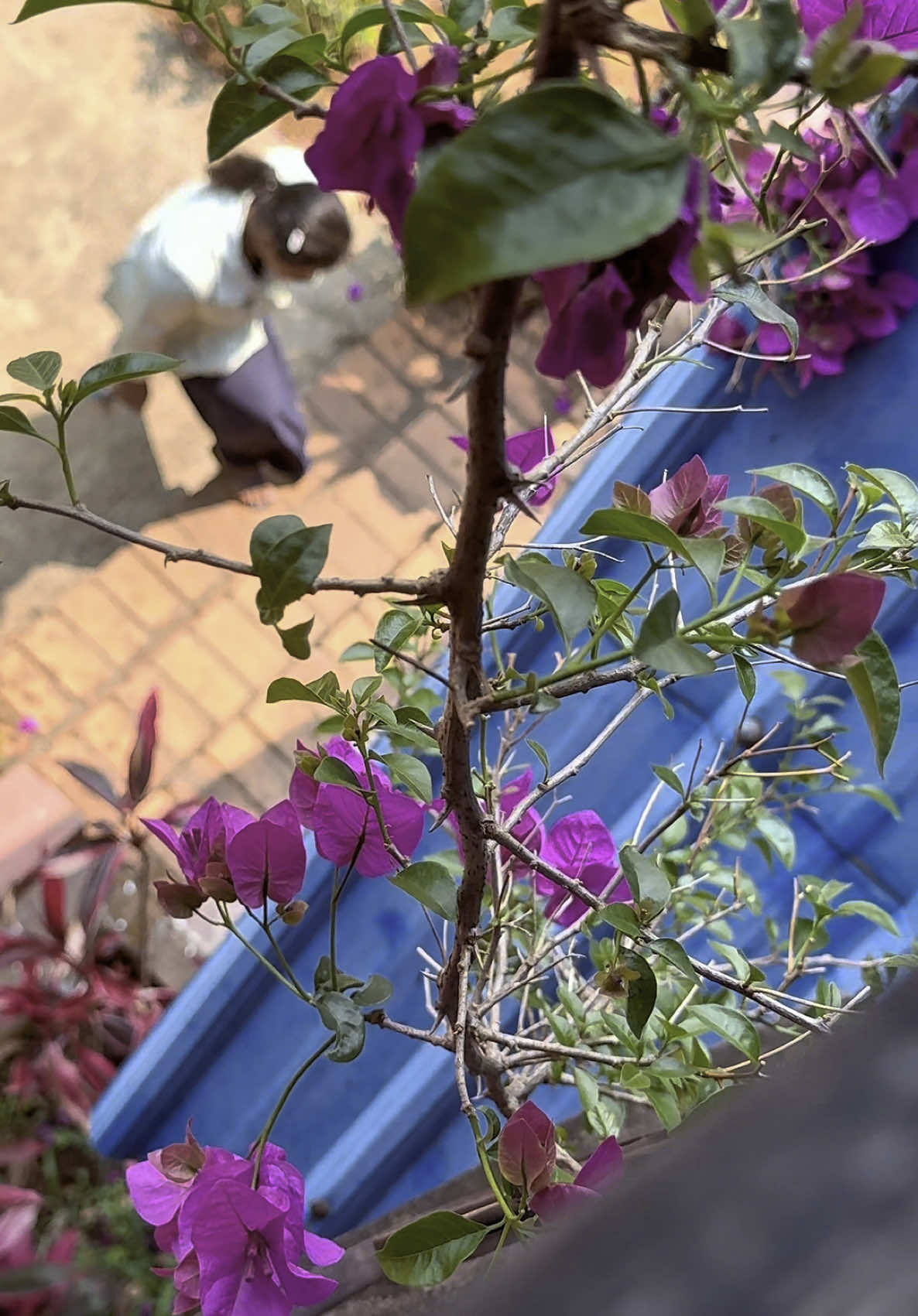 @Ko Bin Gyi
