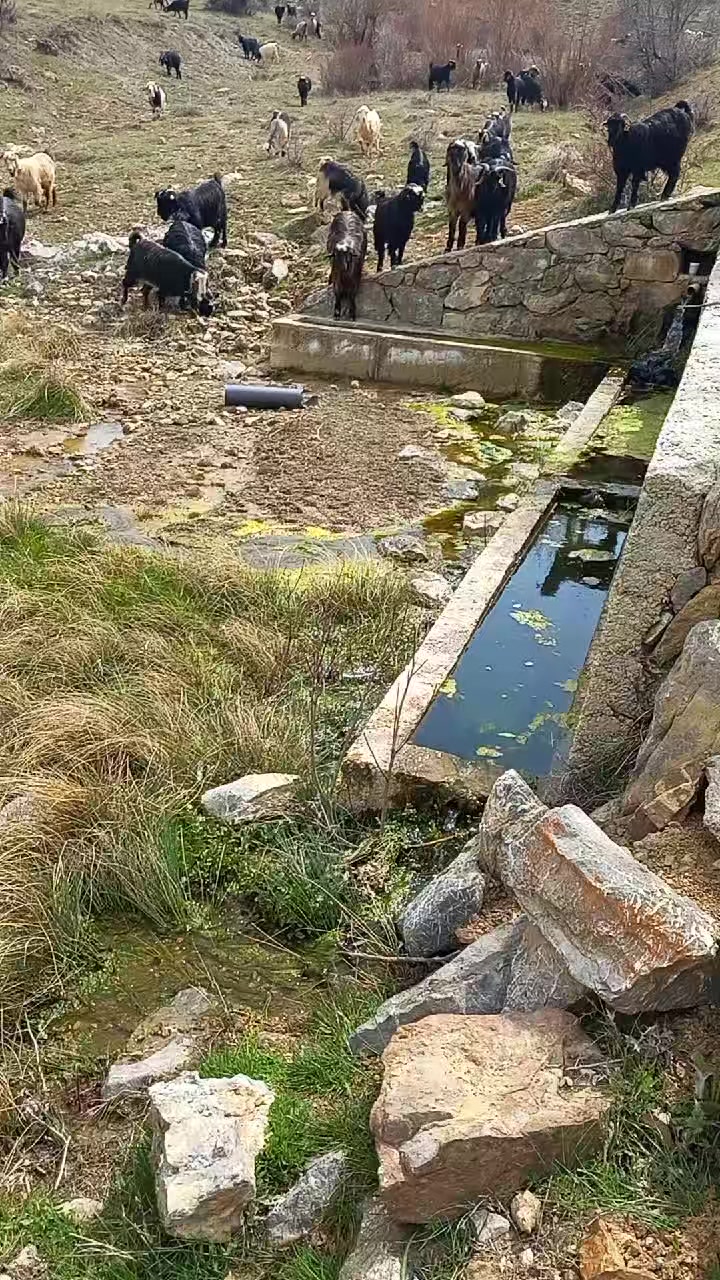 @Toroslarda Bir Çoban