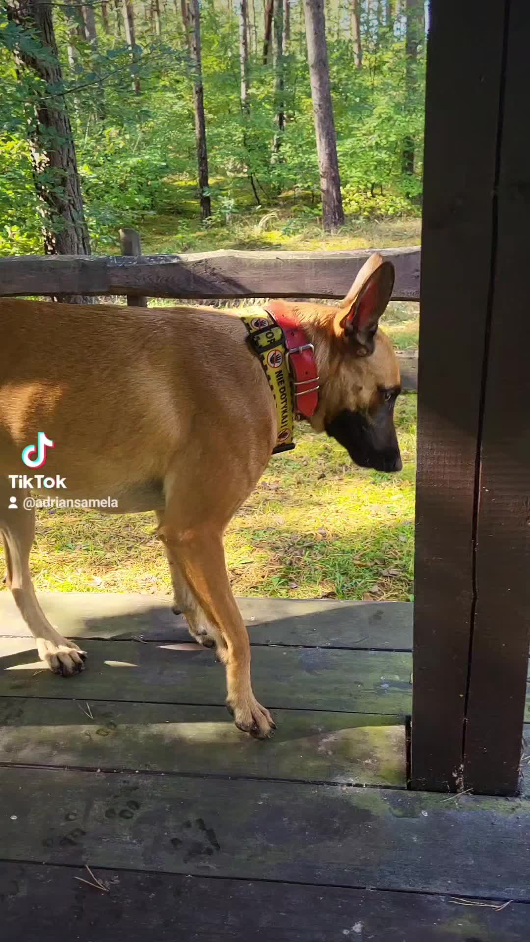 @Poppy Malinois, Korina & 🤡