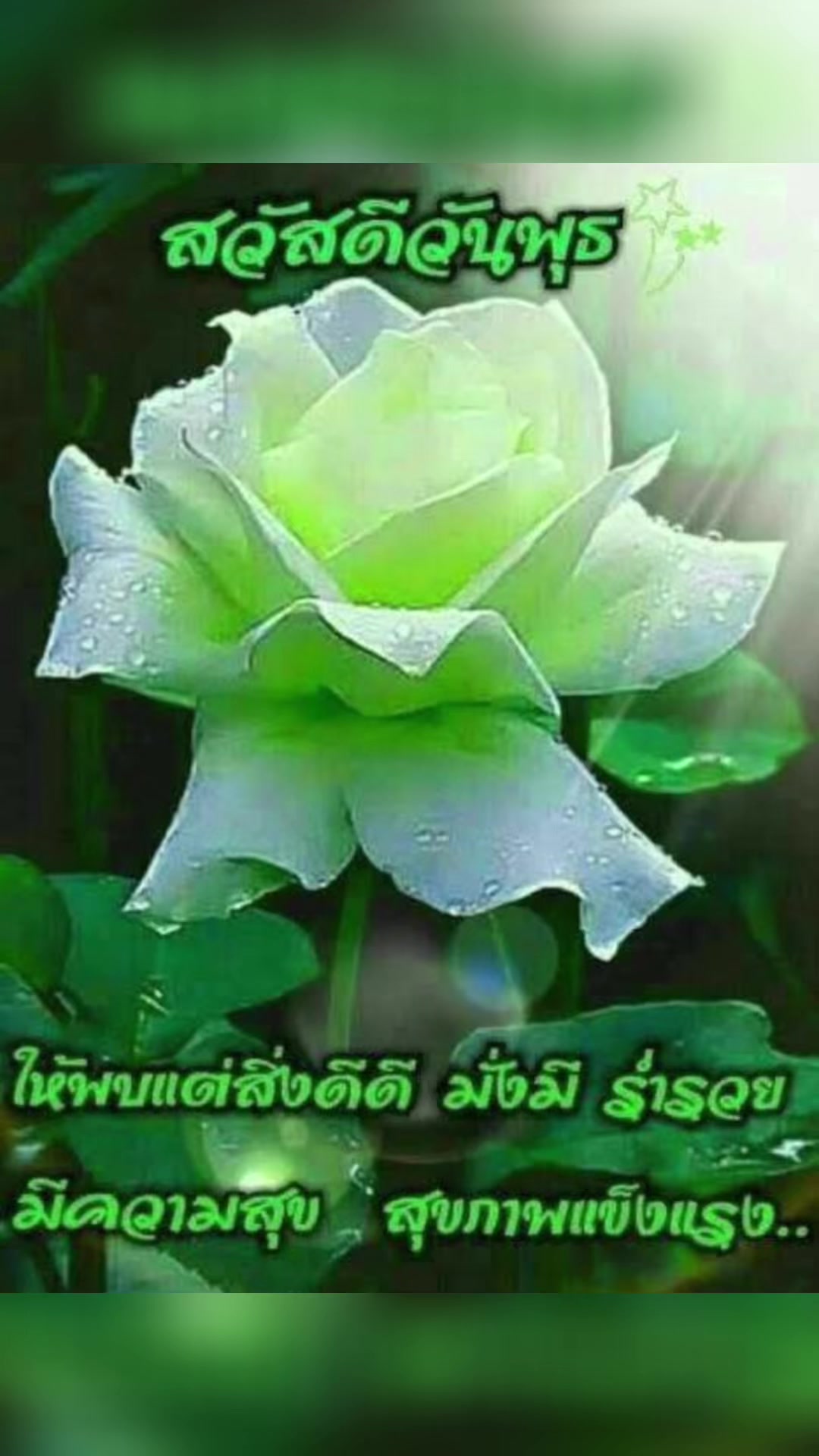 @sonthaya6595