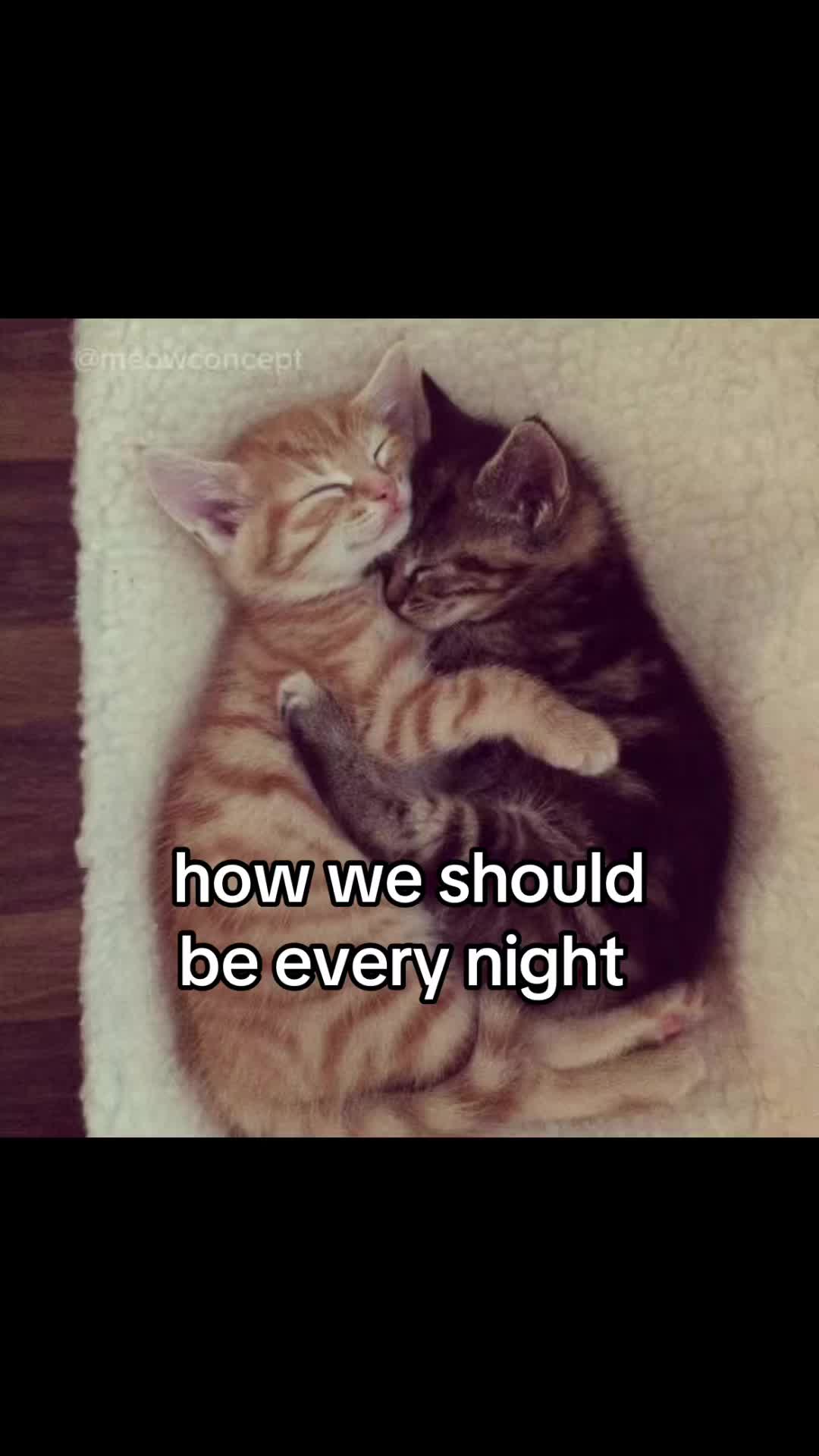 @meowconcept