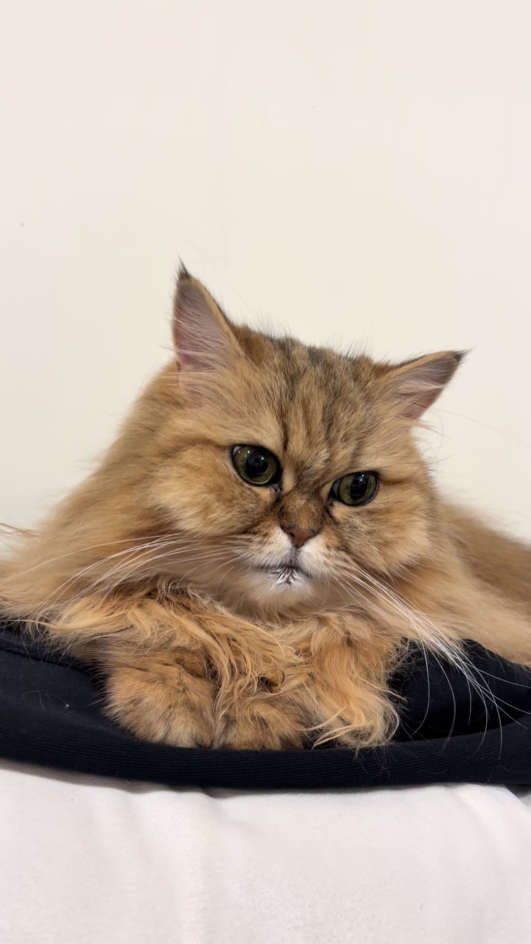 @🦷 Beboo the cat