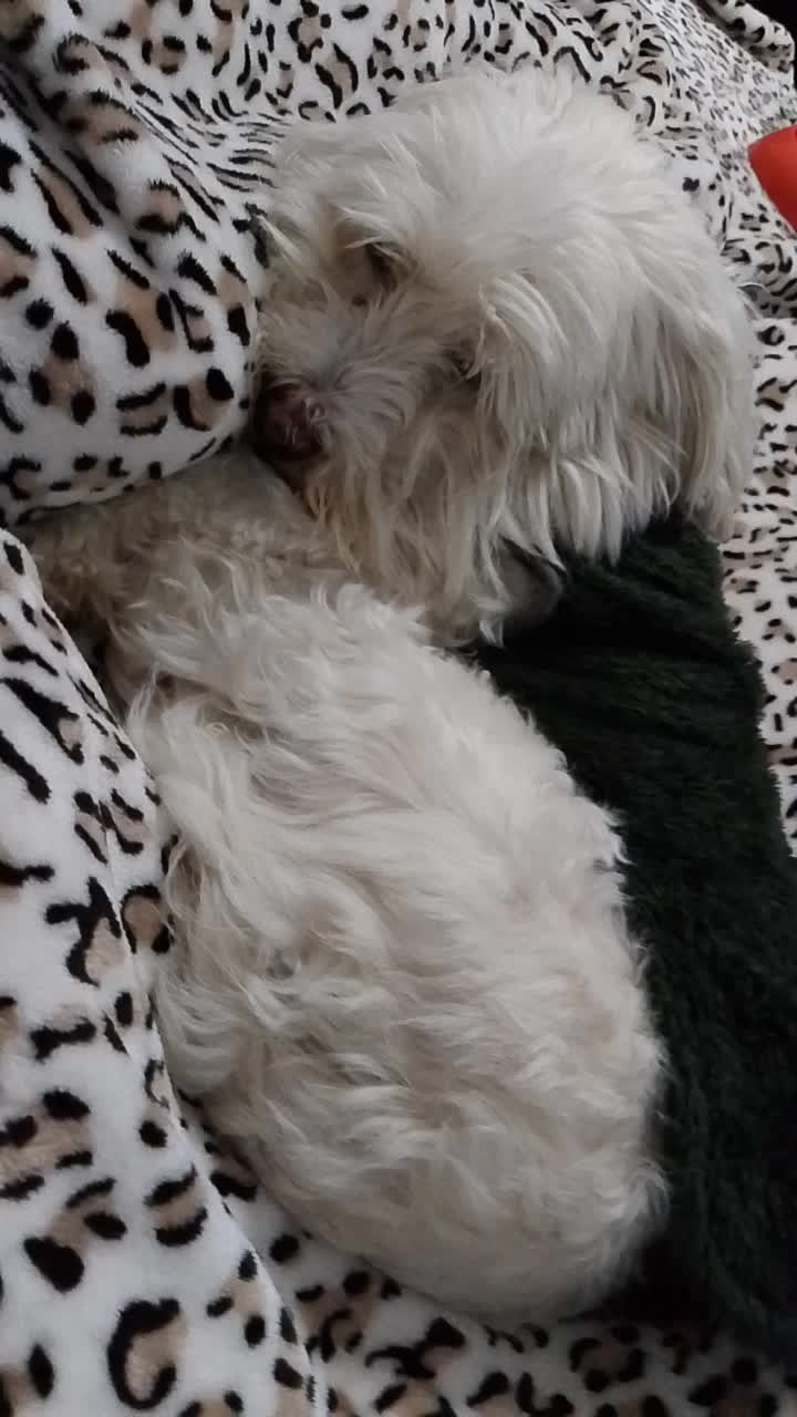 @Sr. Tom&aacute;s 💙🐶💚