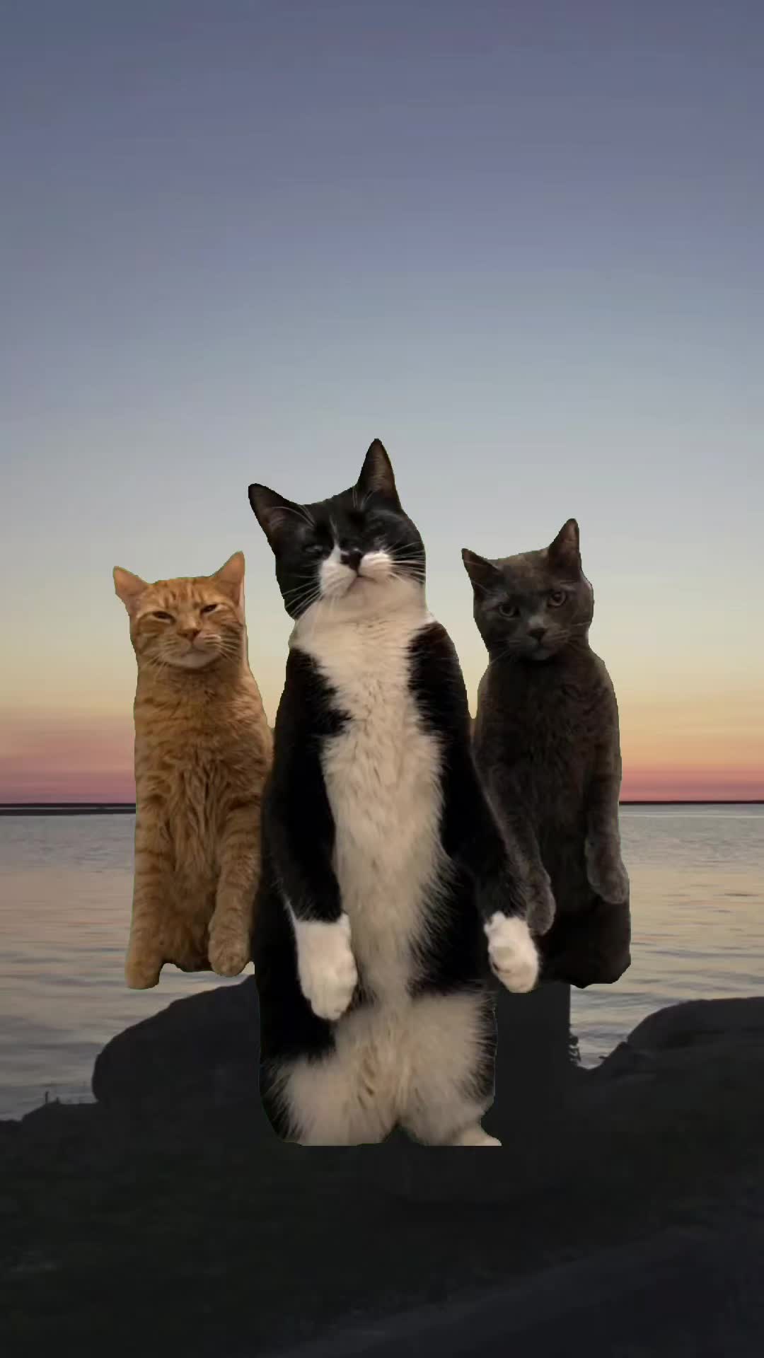 @SudzyDudz77❤️🐱💚