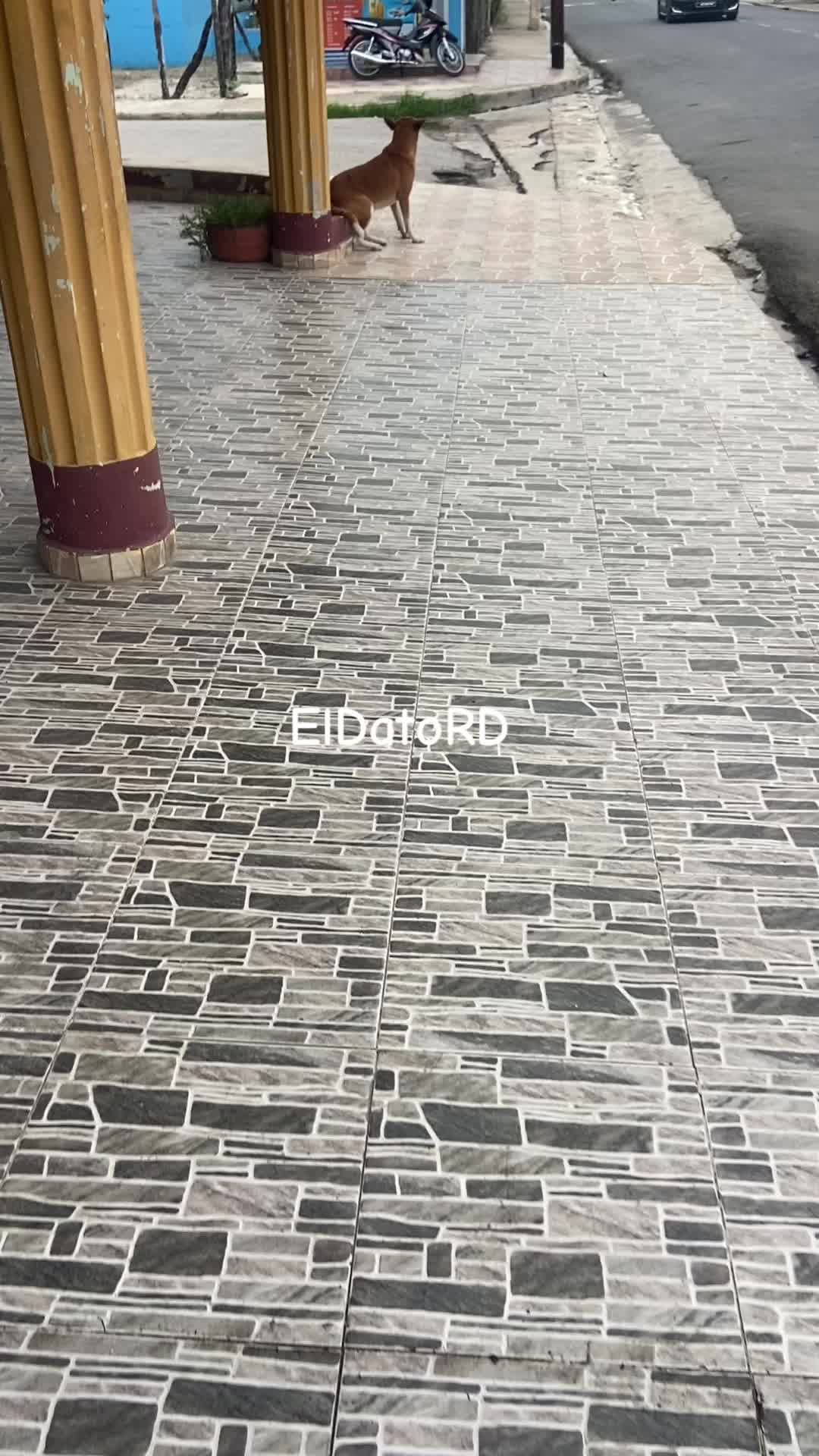 @ElDatoRD
