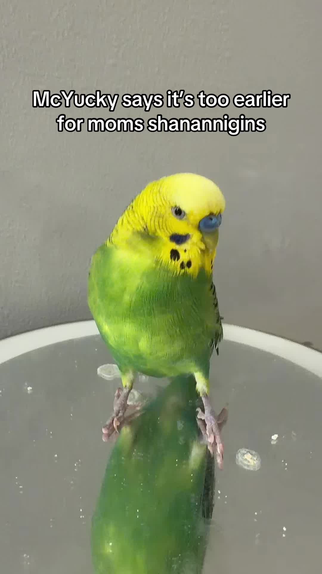 @PikaBoo & Friends 🦜