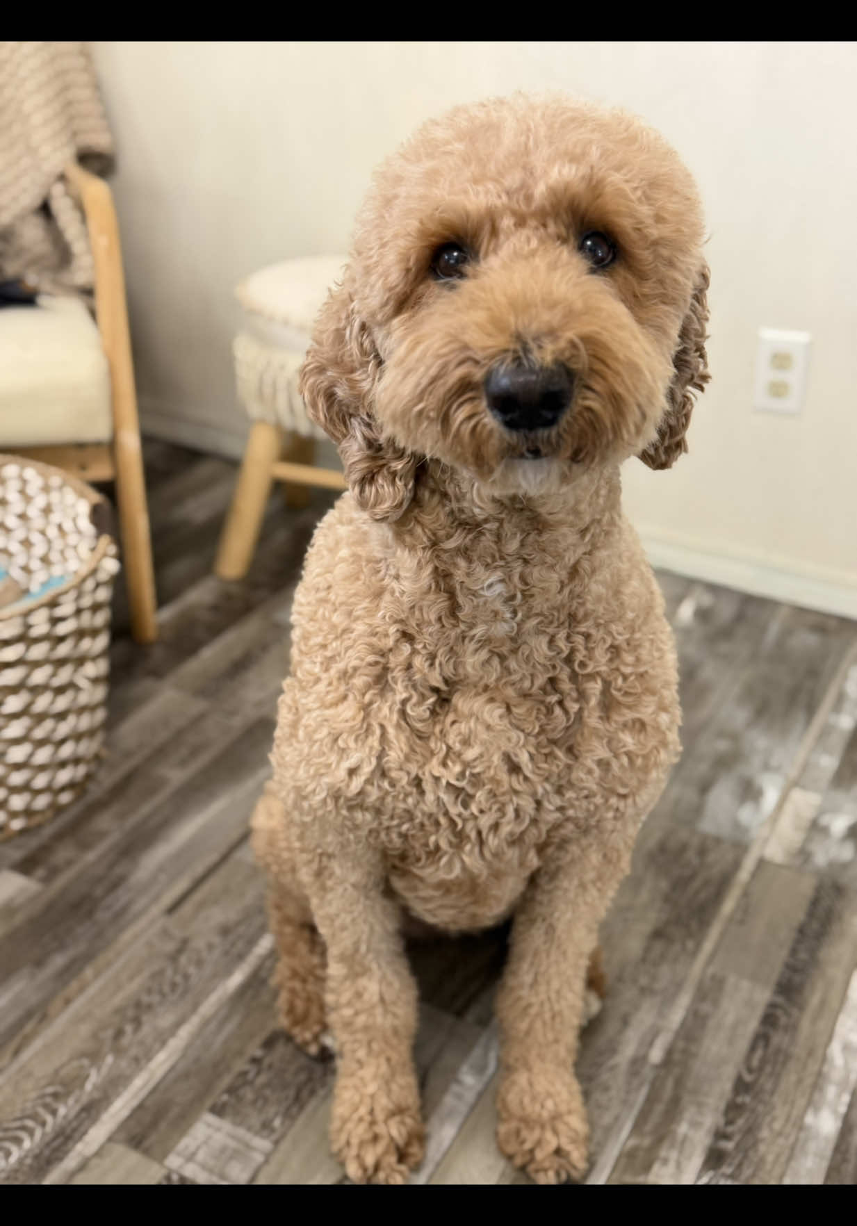 @doodle.mami.aimee🤍🐾