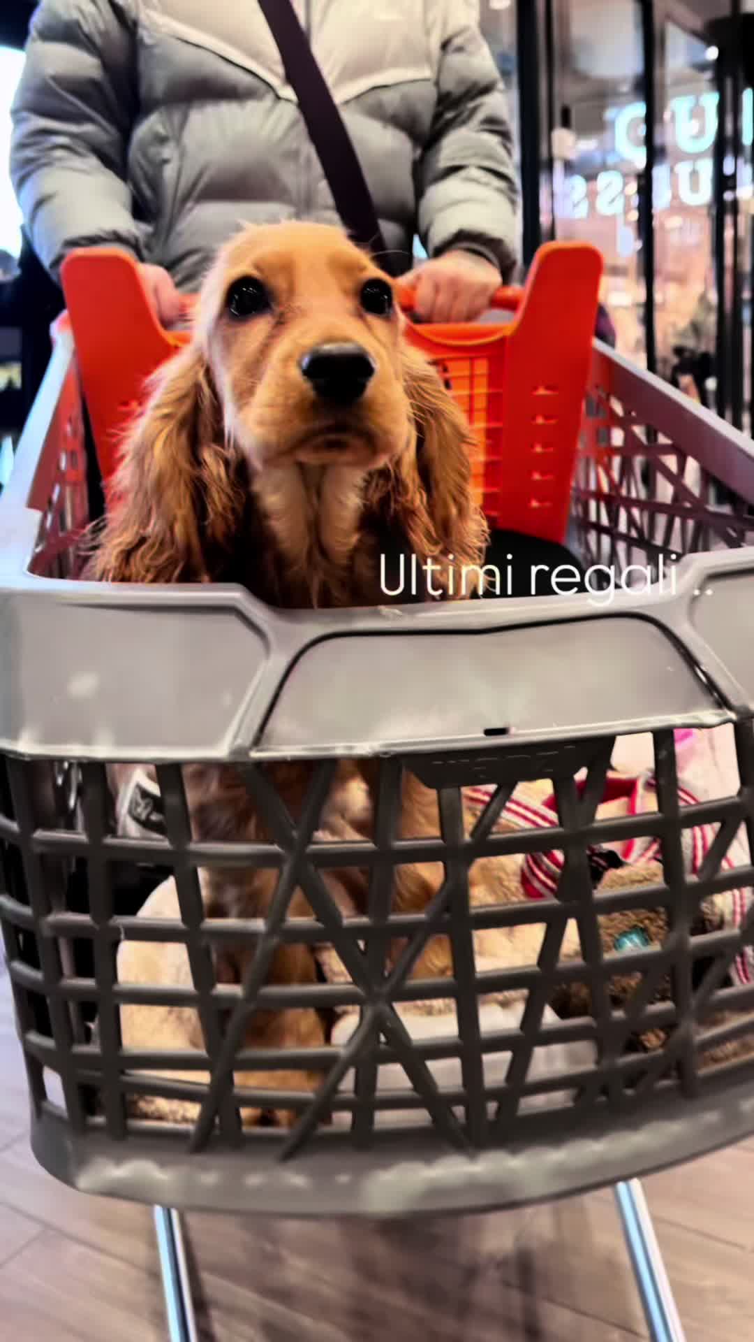 @🌸🐶Pamela Cocker Spaniel🐶🌸