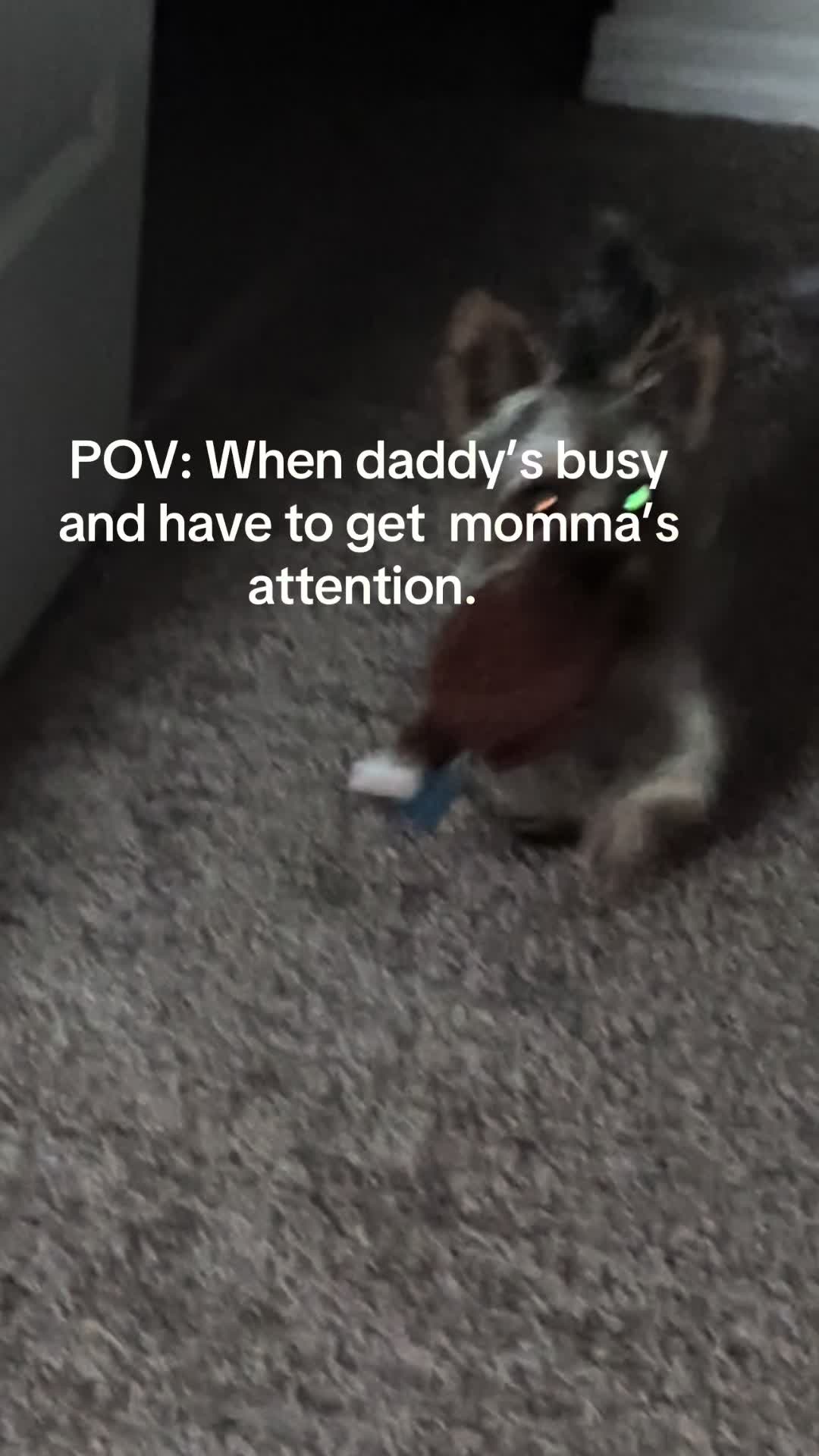 @Penny the Yorkie