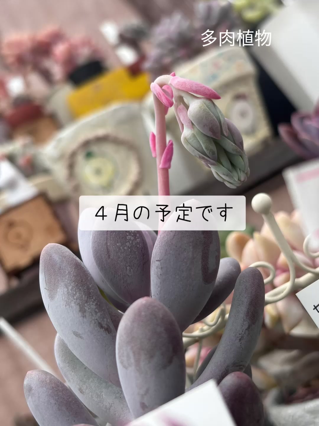@さきゅまる～こぴとSHOP