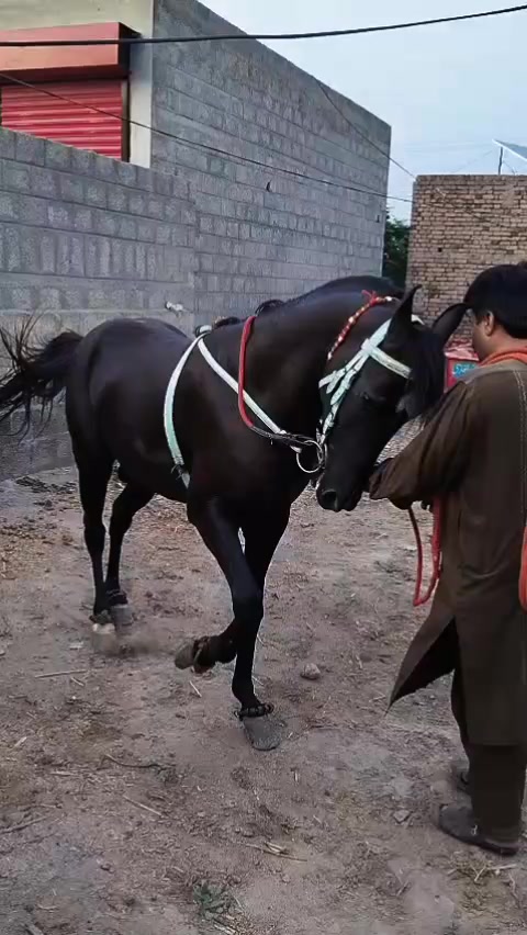 @Asif Ali Hashmi