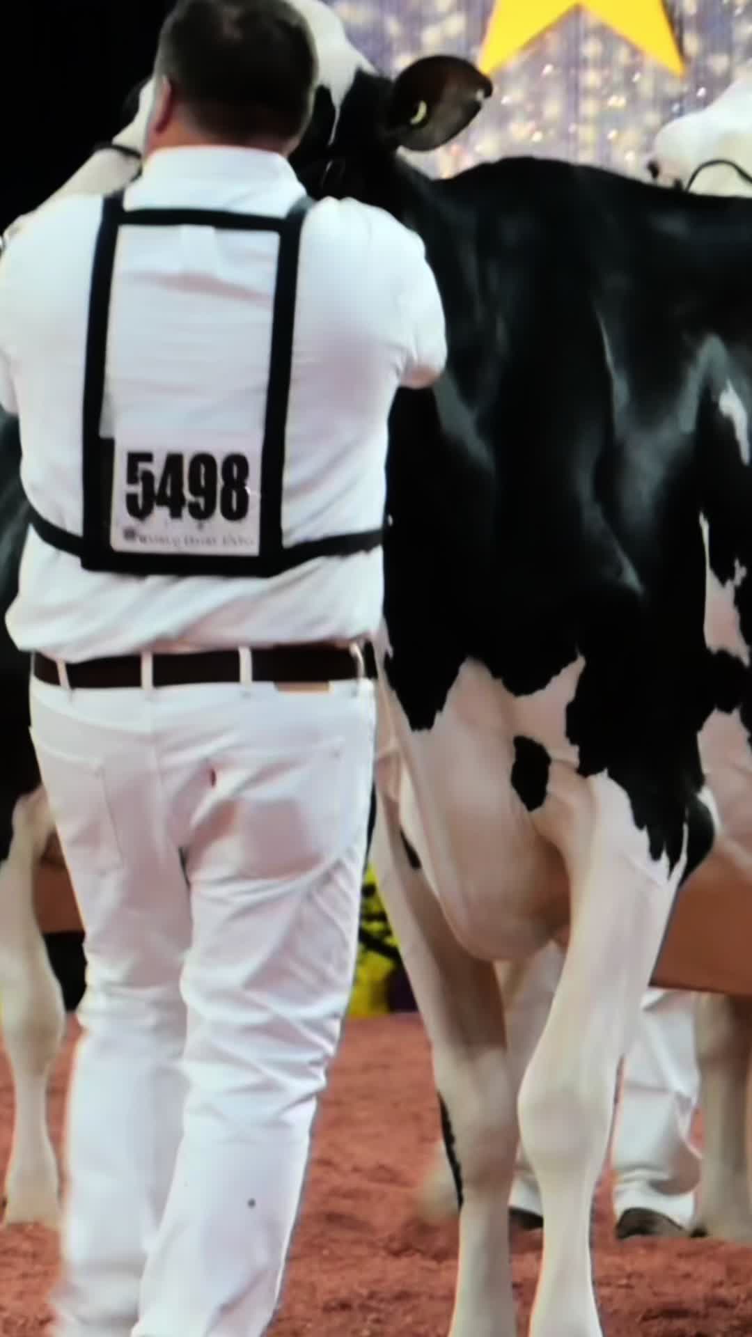 @Venture Holsteins