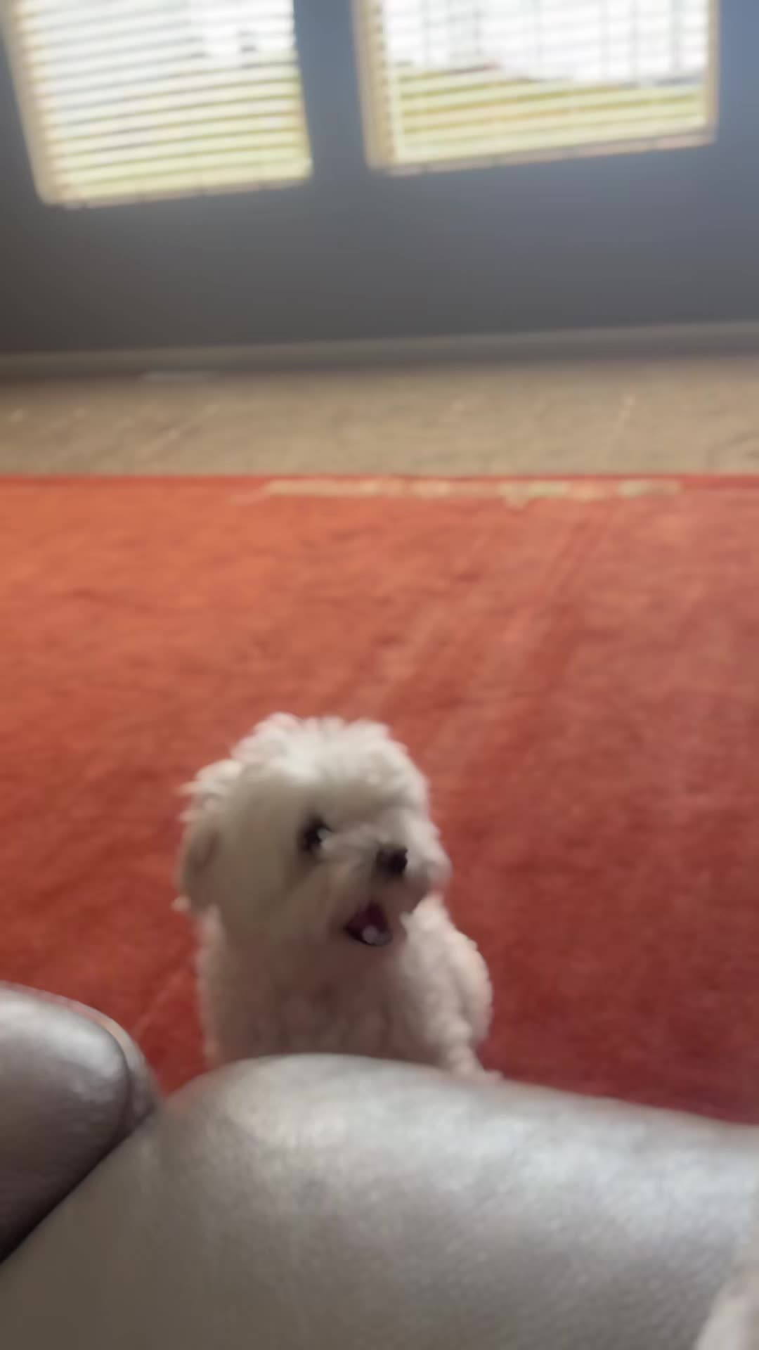 @Messi The Dog