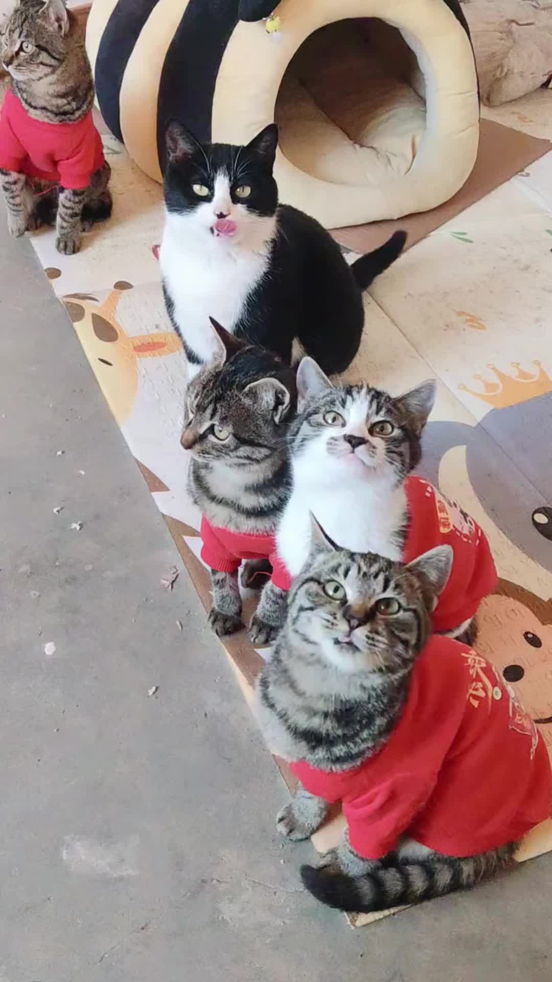 @Cute_kitten