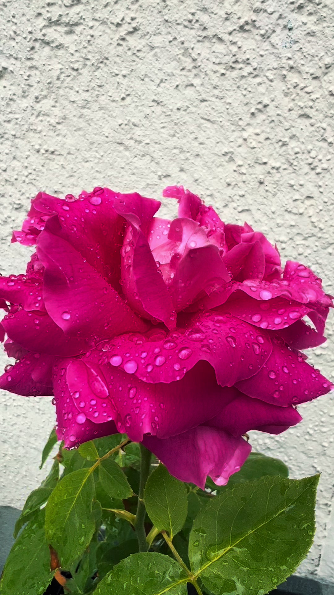 @Murtazakhan