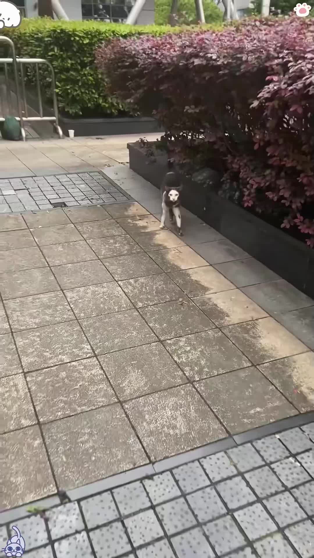 @Cute Pets TV