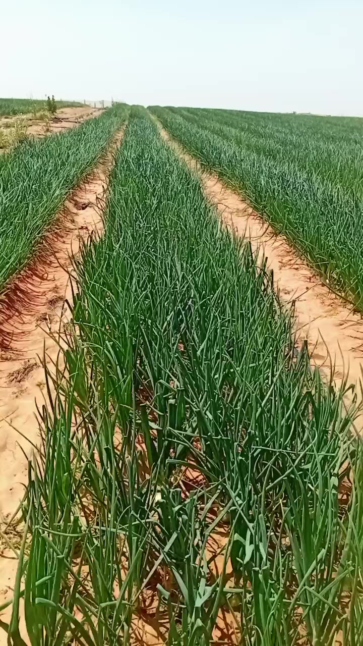 @🇸🇳JEUNE AGRICULTEUR🇸🇳