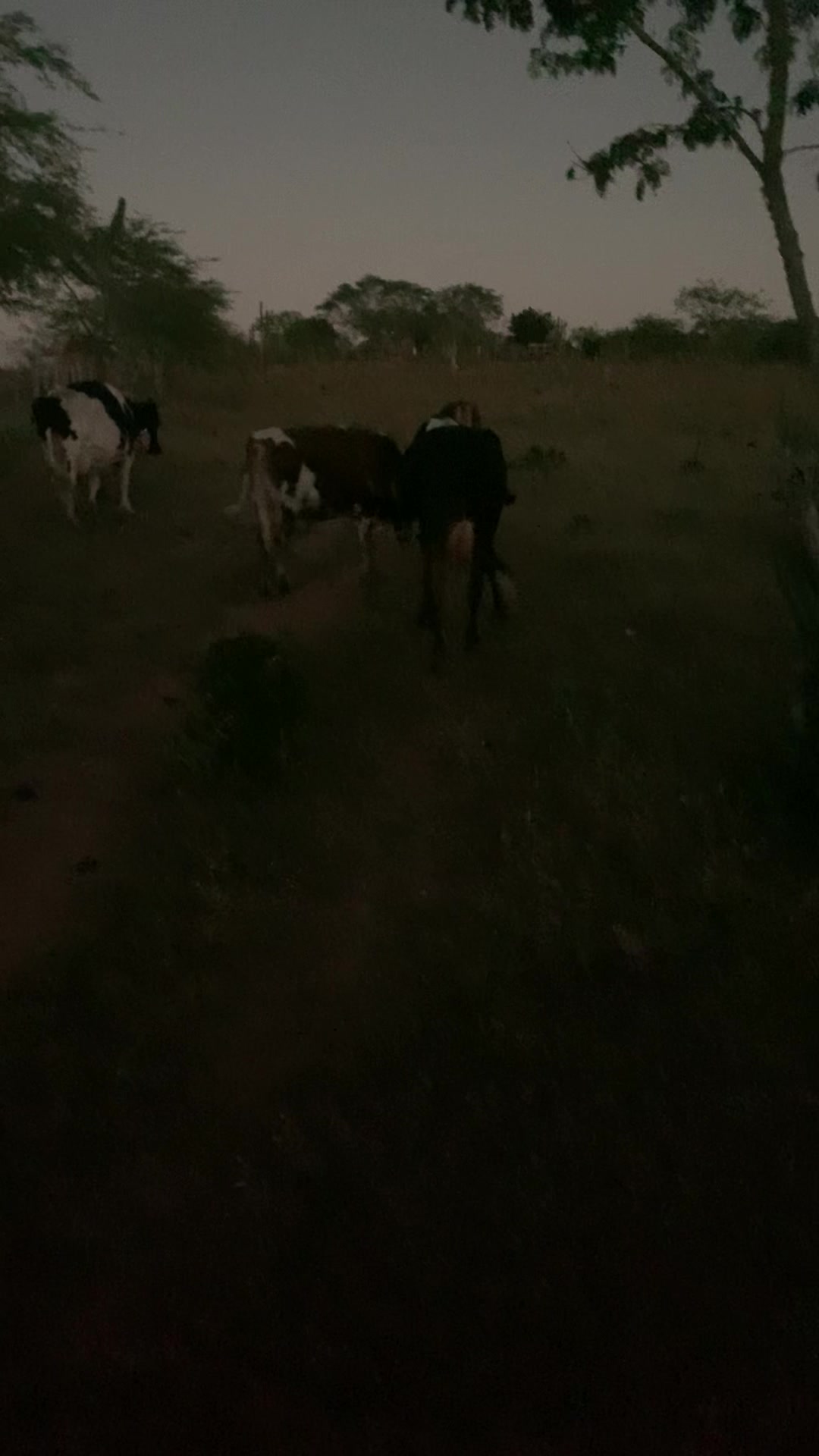 @Jacó
