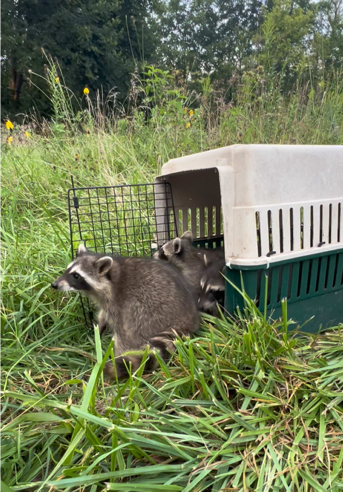 @Kitzman’s Farm Sanctuary