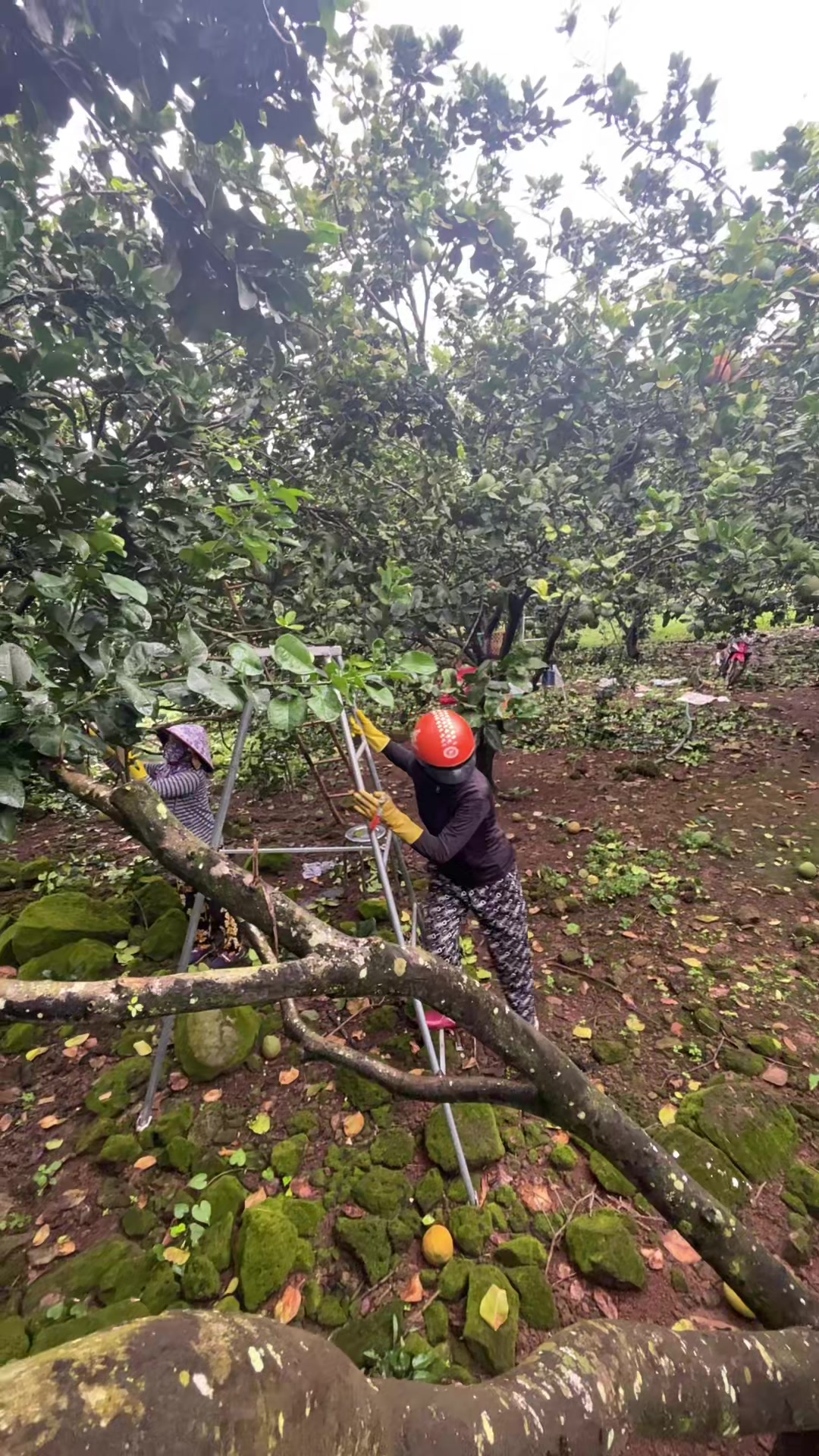 @L&ecirc; diễm hồng