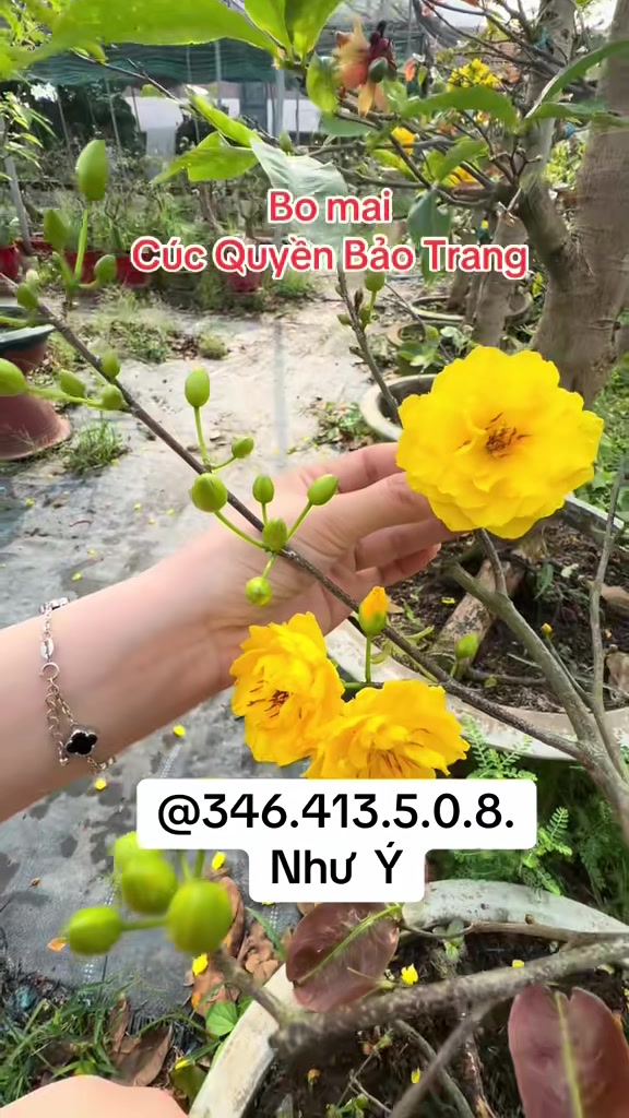 @Như Ý