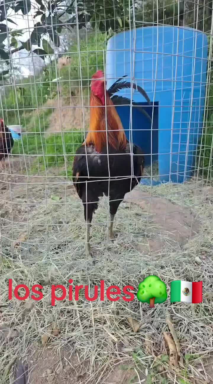 @los pirulesTj🌳🇲🇽