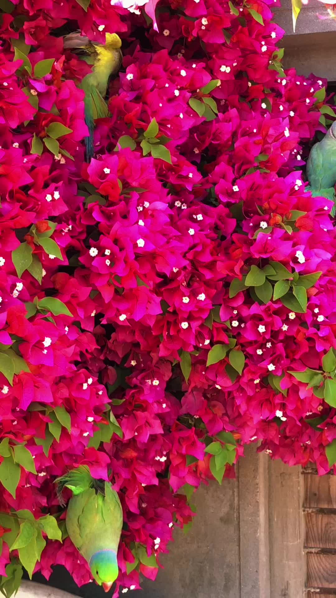 @ʜᴀʀᴏᴏɴ ᴊᴏʏɪᴀ