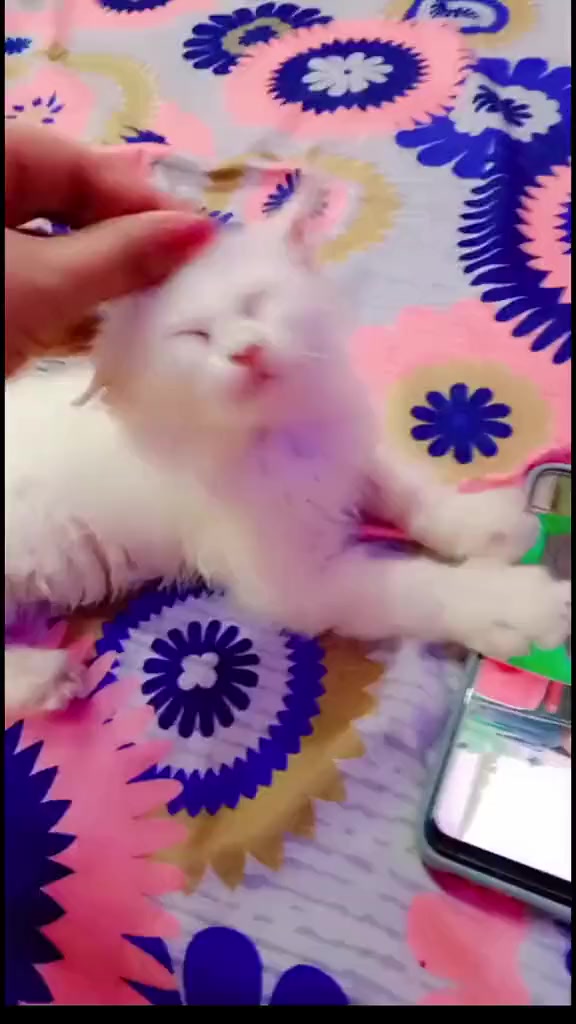 @MaRiیM👑⃟Rajpo0t