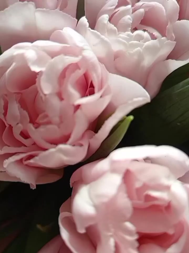 @ариша