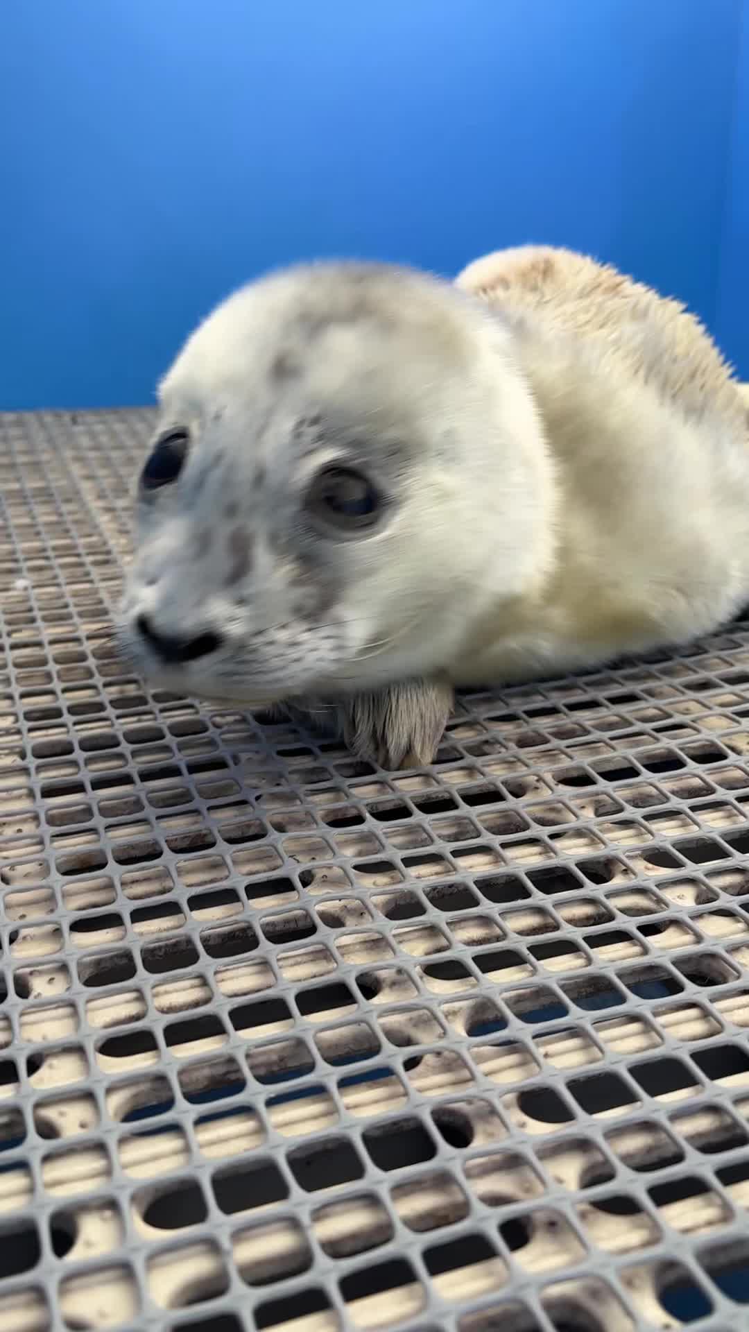 @Marine Mammal Rescue Society
