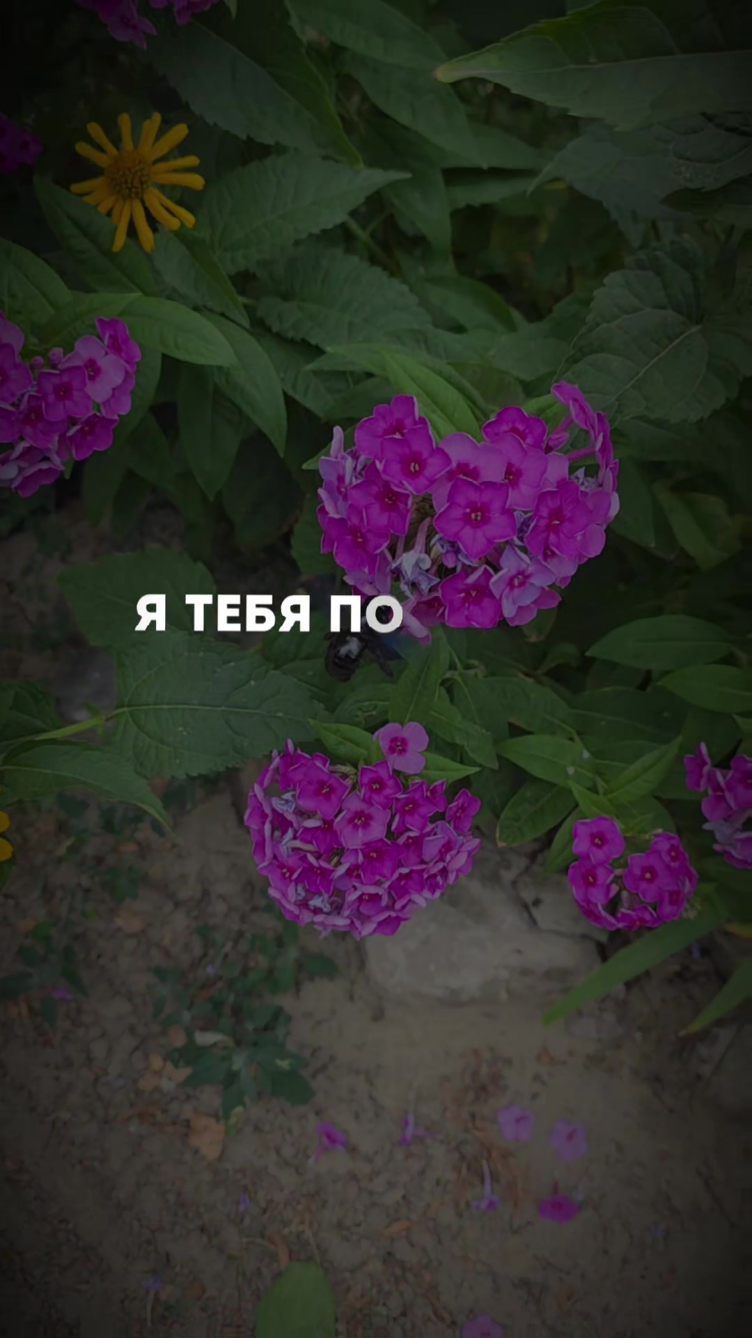 @🐶Людмила😺