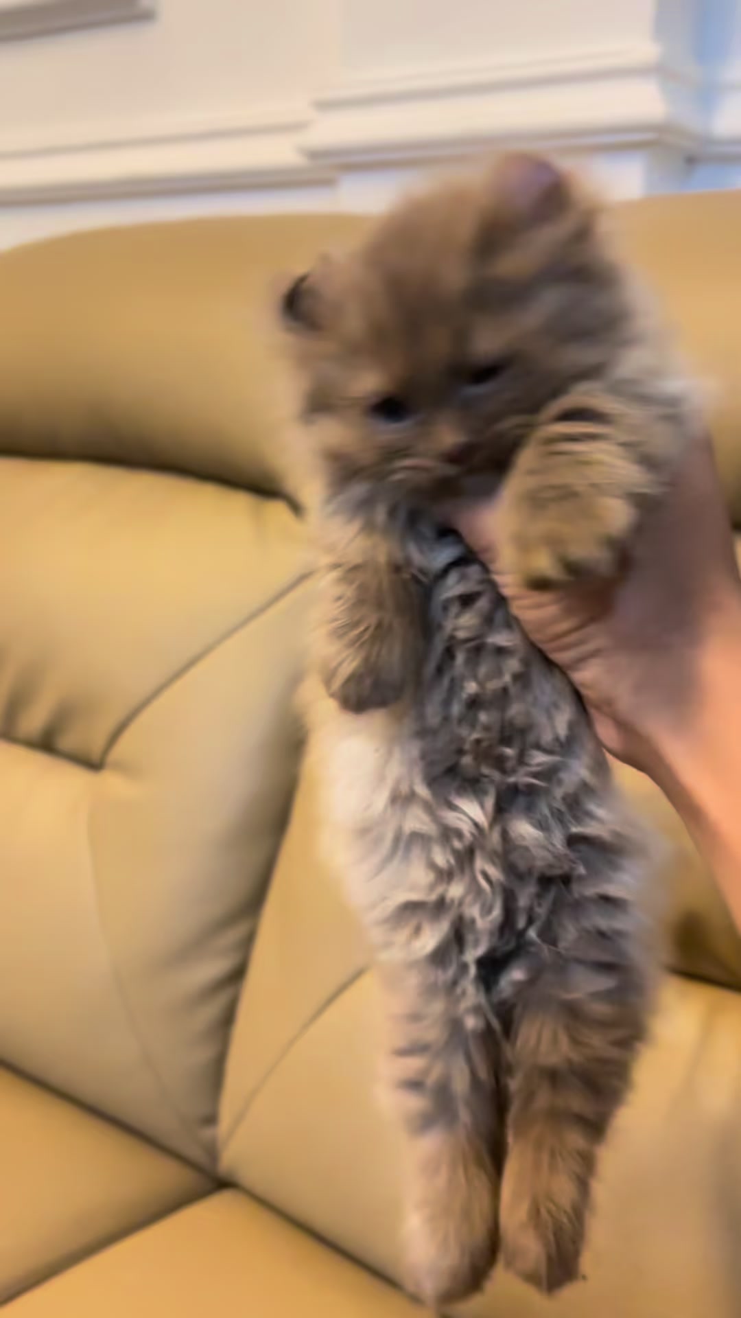 @Luskyocat