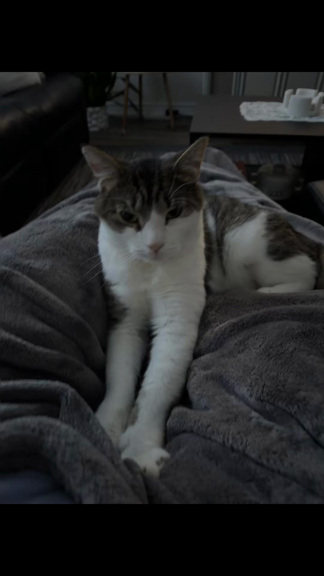 @CambridgeHumaneSocty