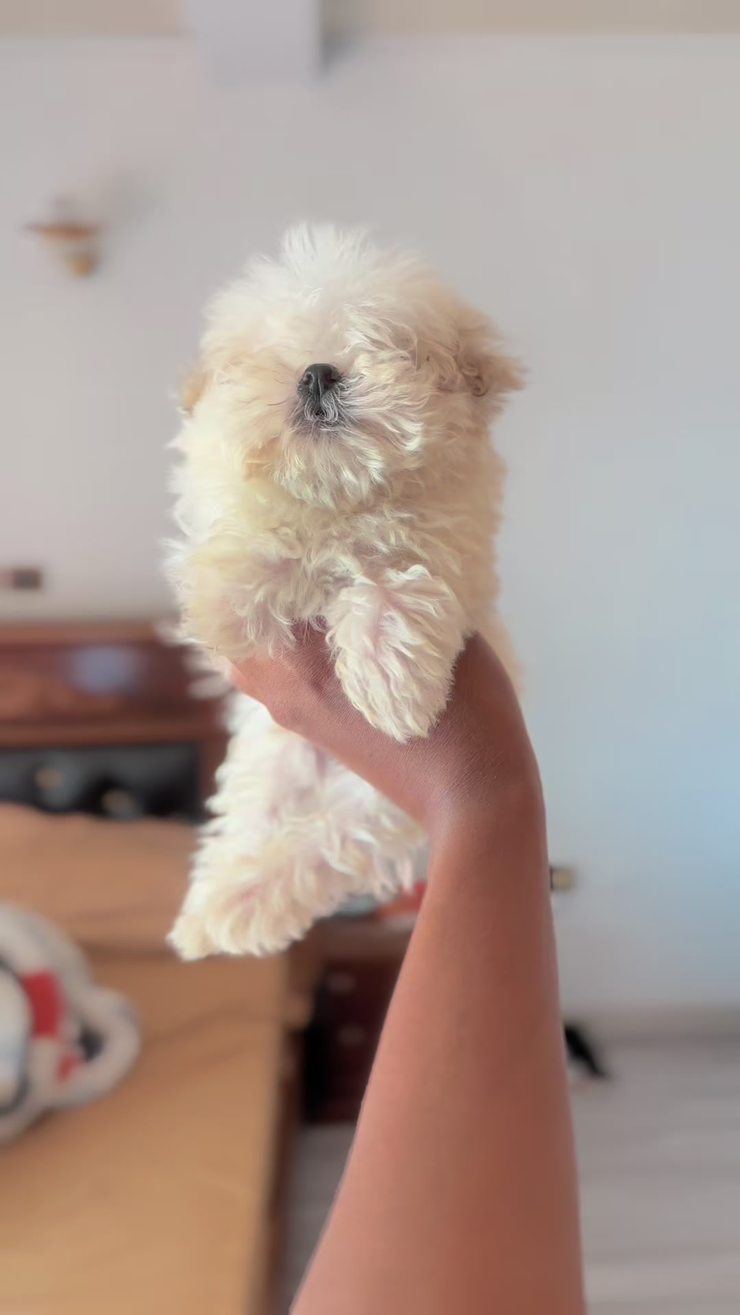 @KENNEL+๐พ