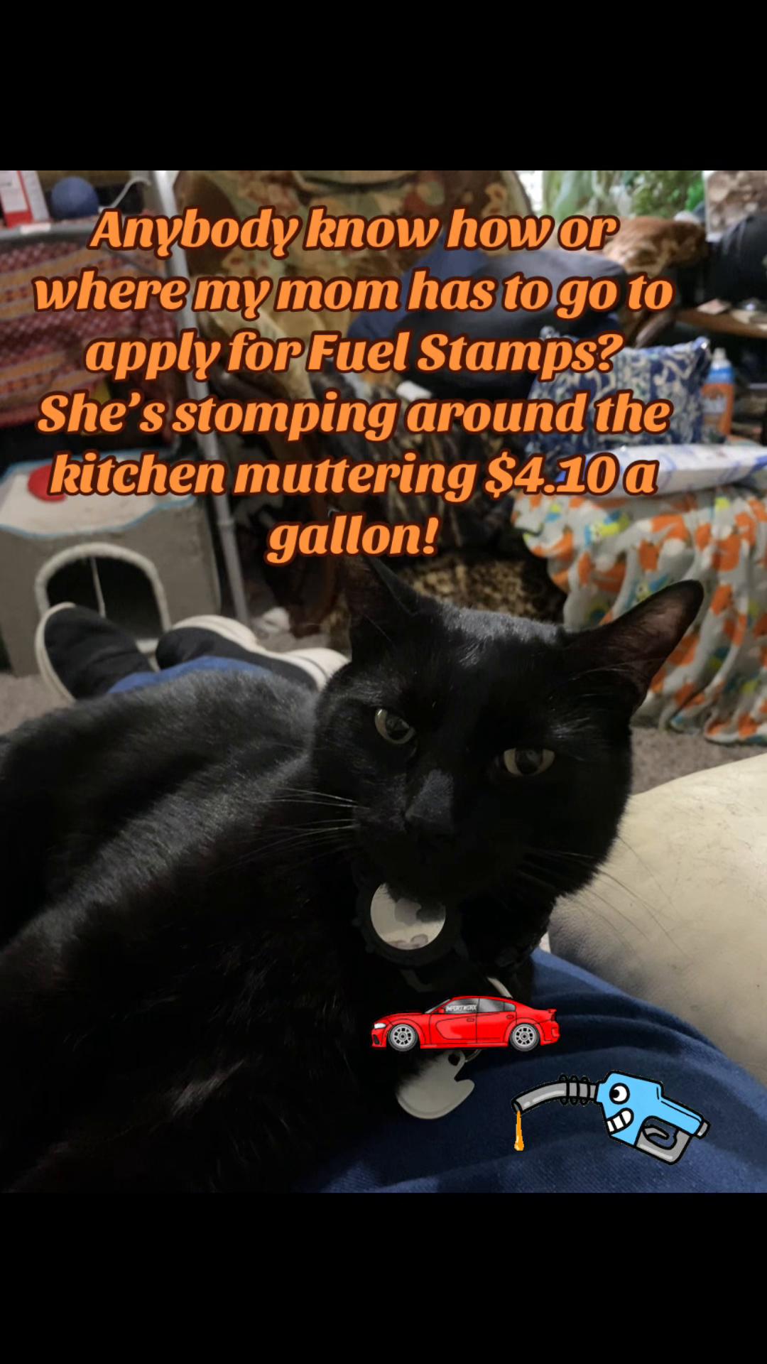 @🐈⬛🐈Shelby🐈