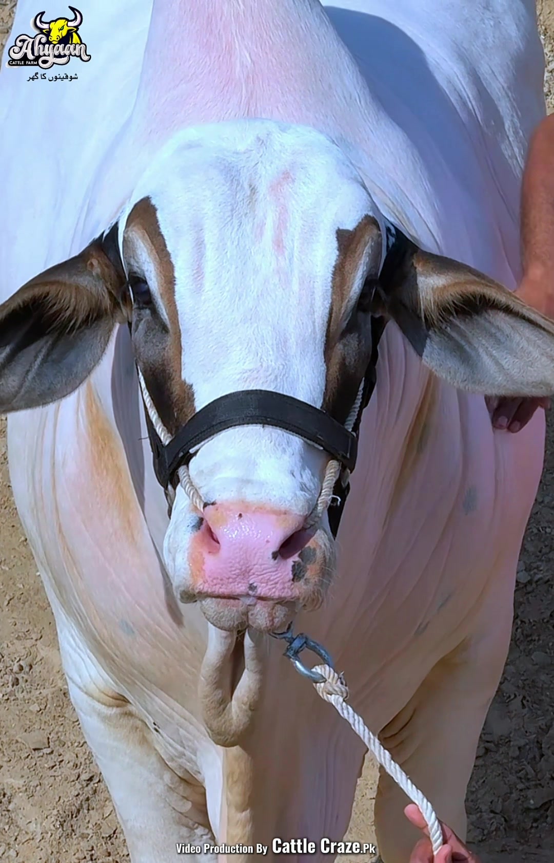 @Ahyaan cattle farm