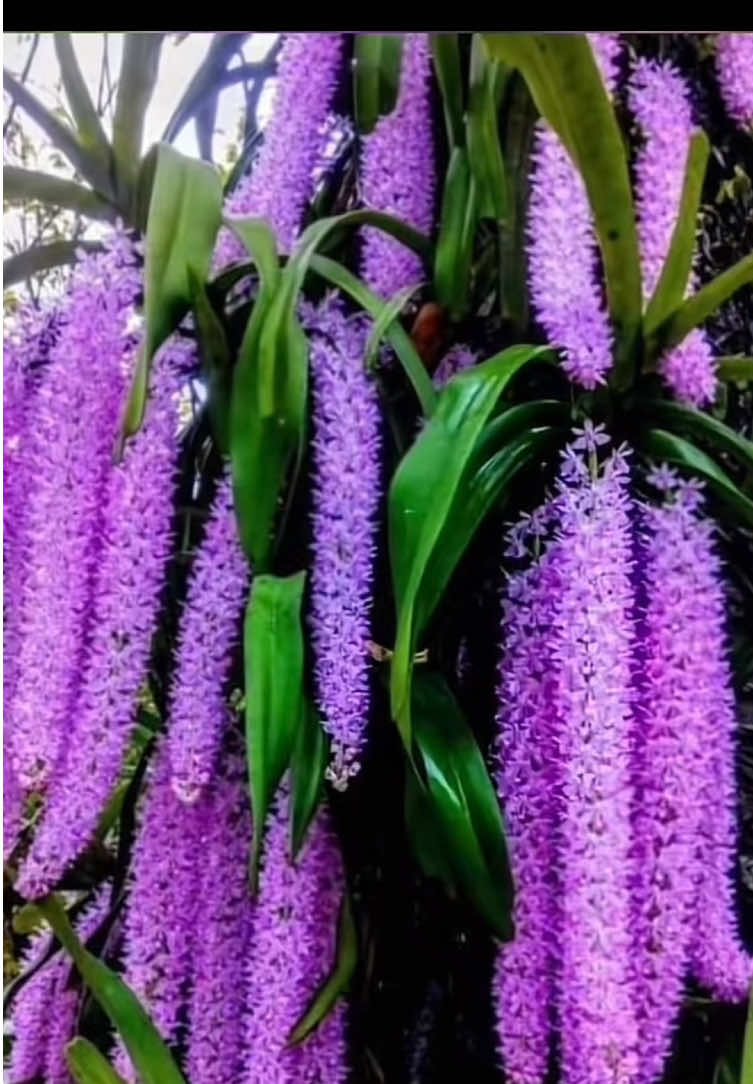 @sonthaya6595