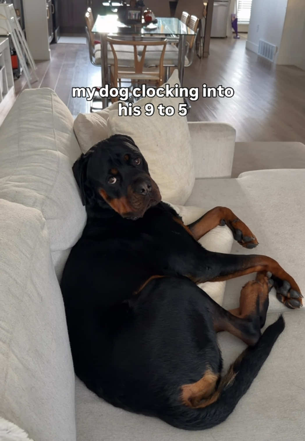 @Rex the Rottweiler